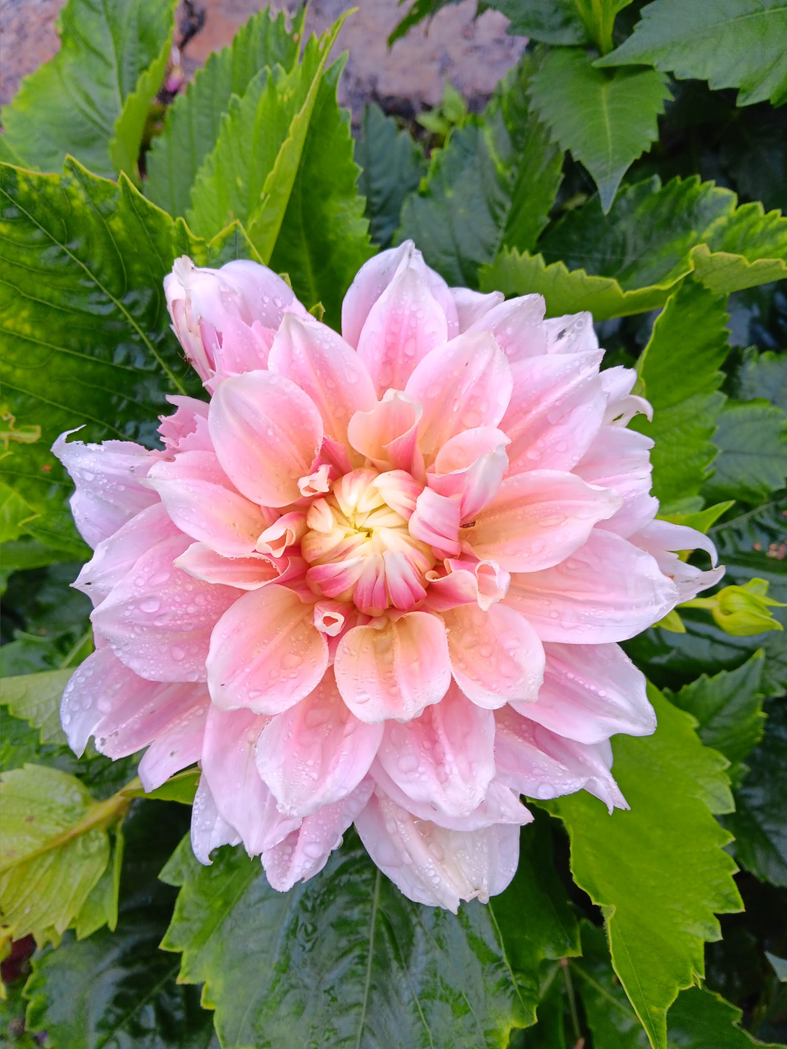 Dahlia knöl Break out  "Dekorativ storblommande",  x - 4