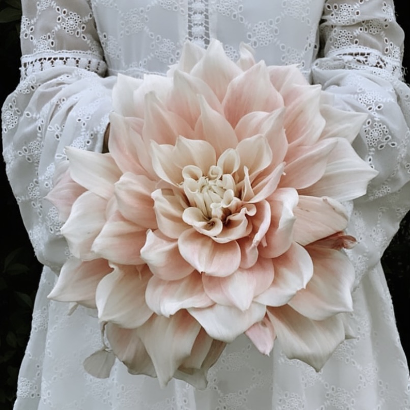 Dahlia knöl Break out  "Dekorativ storblommande",  x