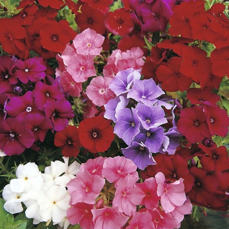 Phlox Beauty Mix  200 frön