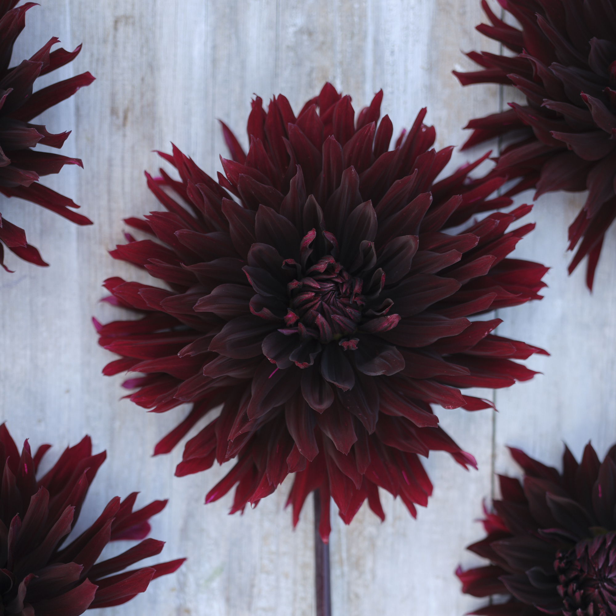 Dahlia knöl Black Jack Kaktus 