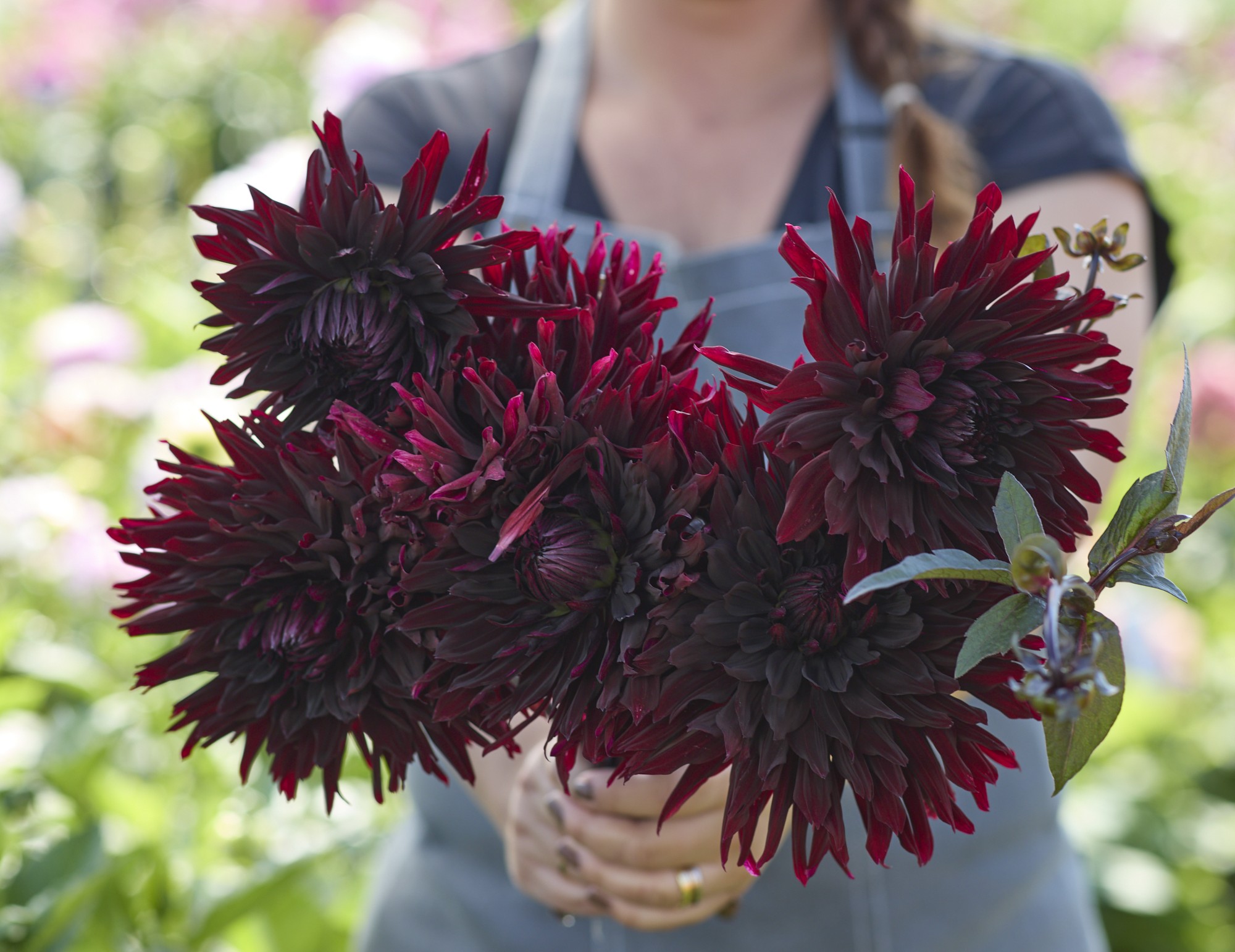 Dahlia knöl Black Jack Kaktus  - 2