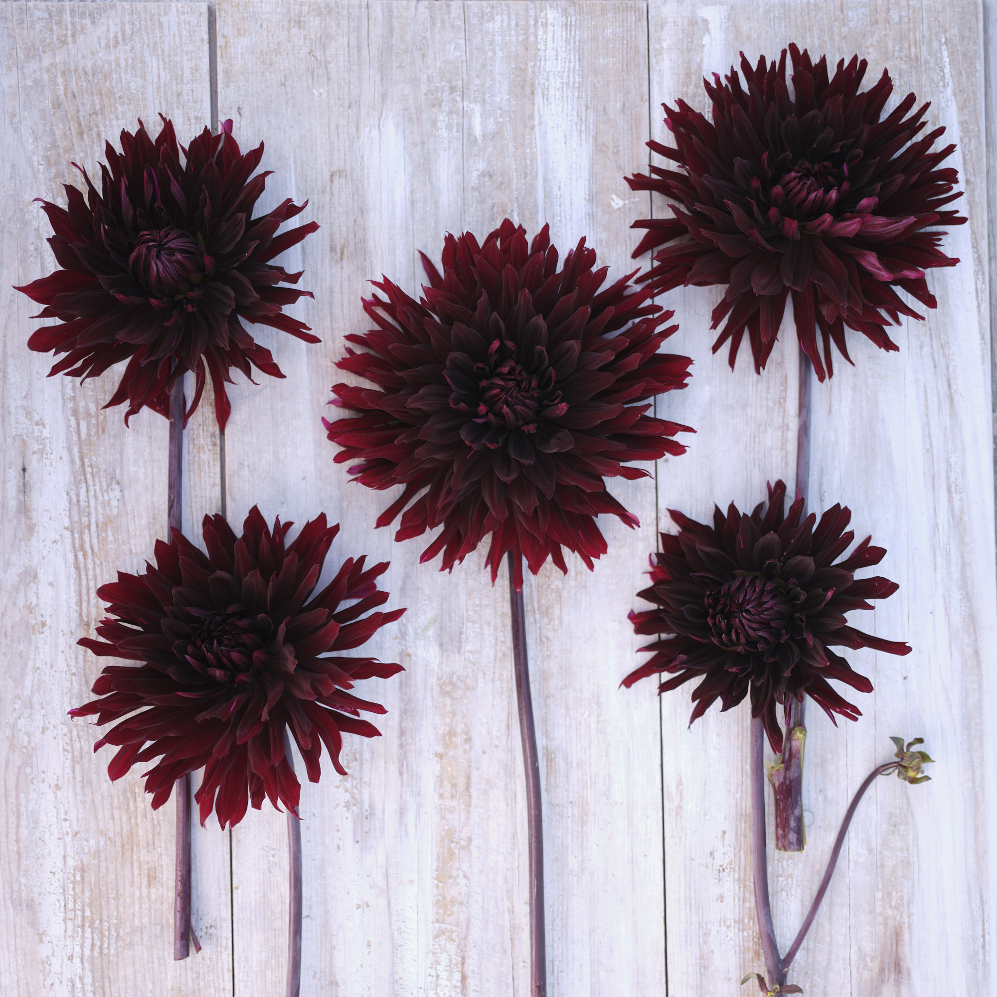 Dahlia knöl Black Jack Kaktus  - 3