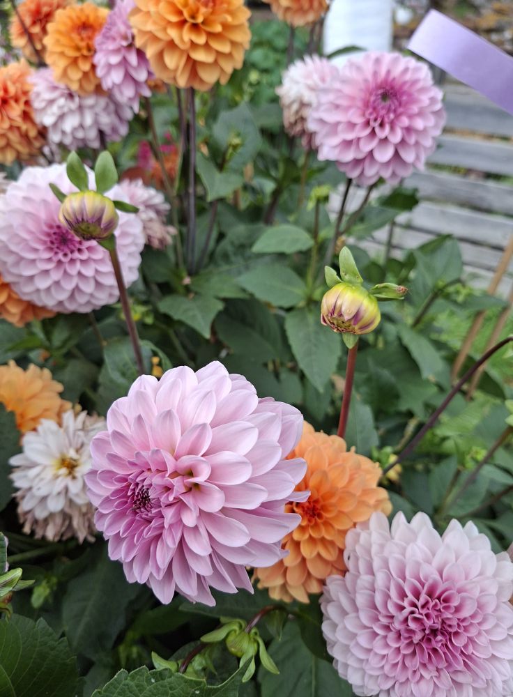 Dahlia knöl Bazuin Lavender  Boll 
