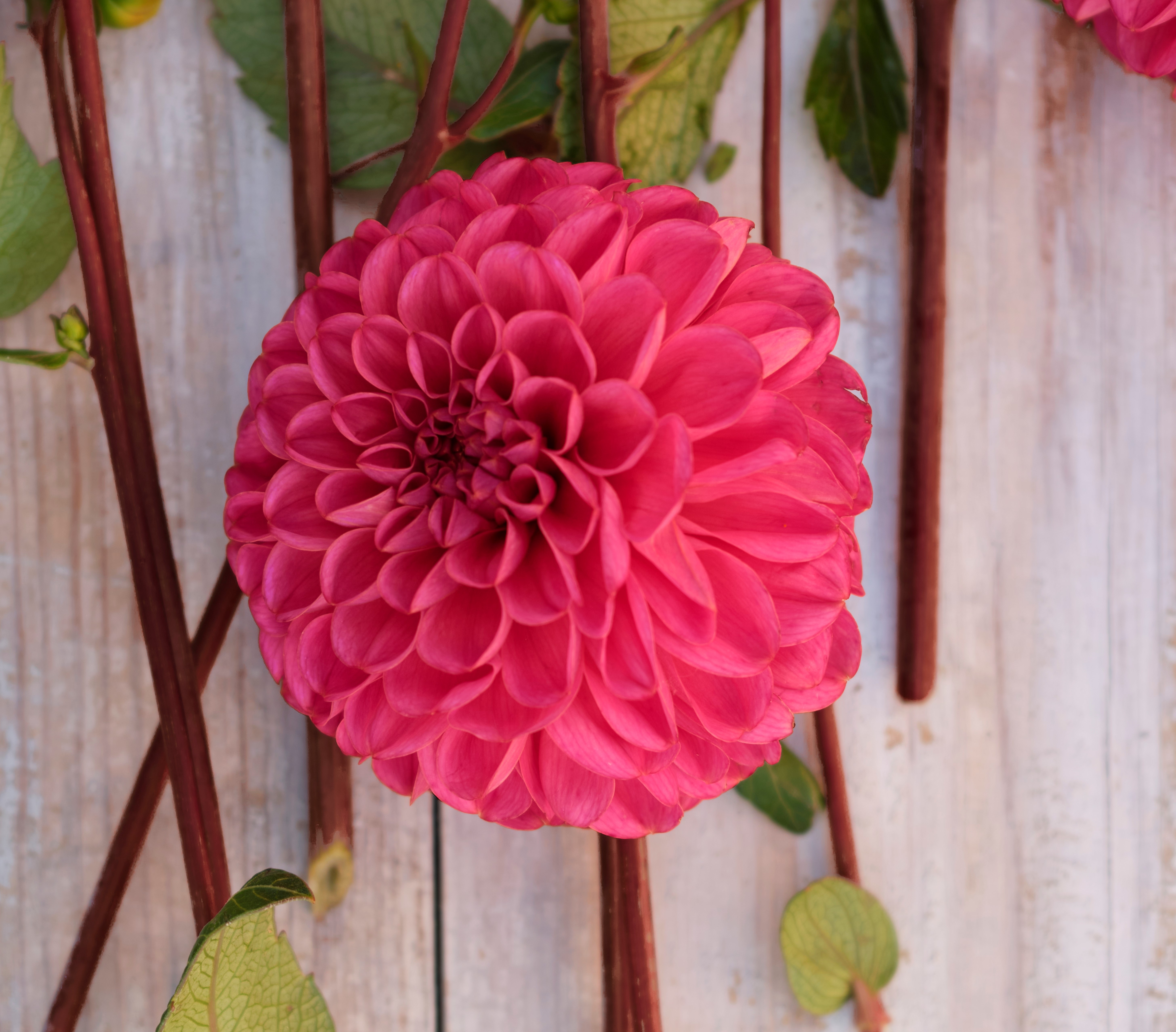 Dahlia knöl Bazuin Pink  Boll  