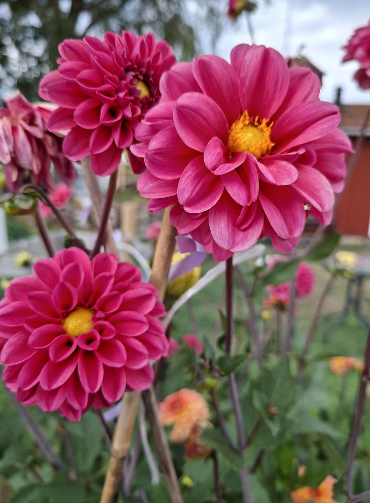 Dahlia knöl Bazuin Pink  Boll   - 3