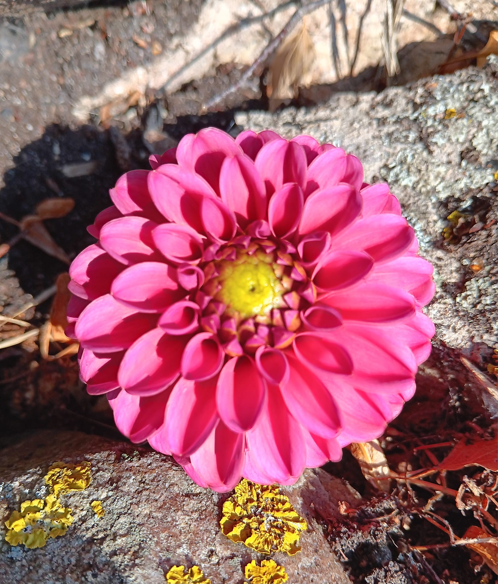 Dahlia knöl Bazuin Pink  Boll   - 2