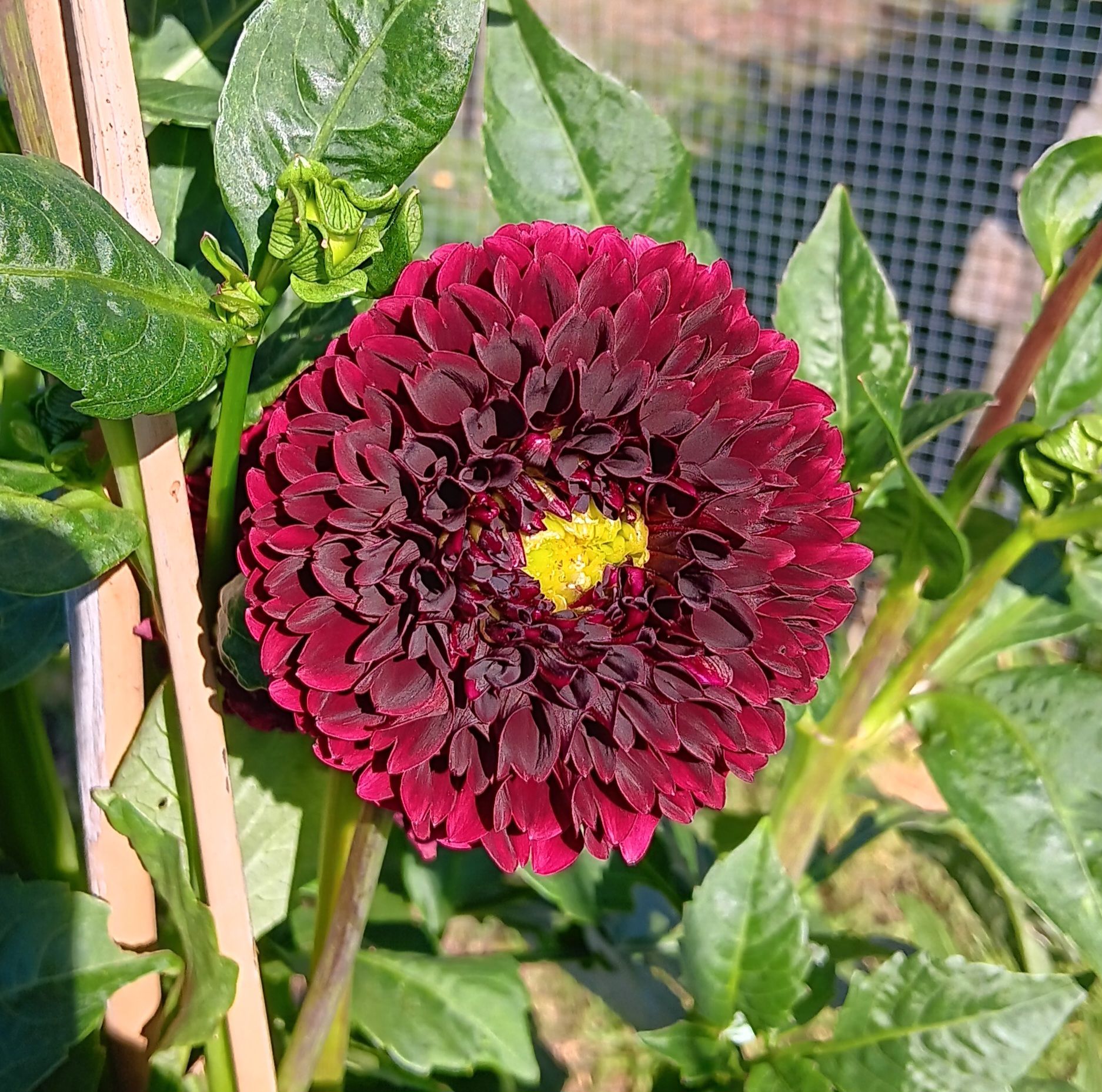 Dahlia knöl Black Pierre   Boll  - 2