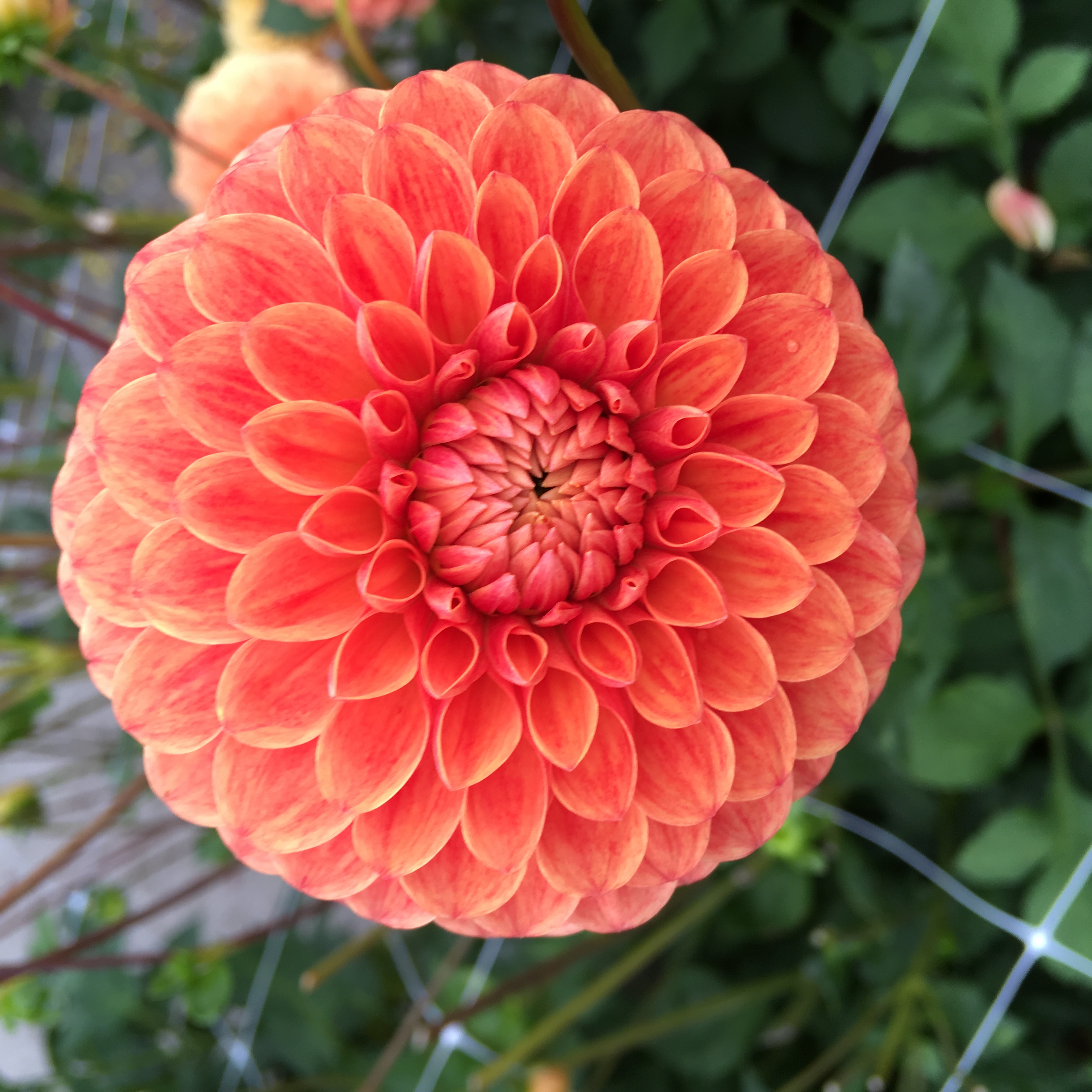 Dahlia knöl Beatrice   Boll  