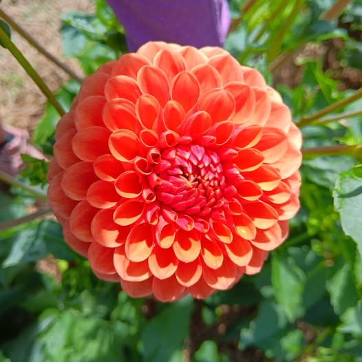 Dahlia knöl Beatrice   Boll   - 2