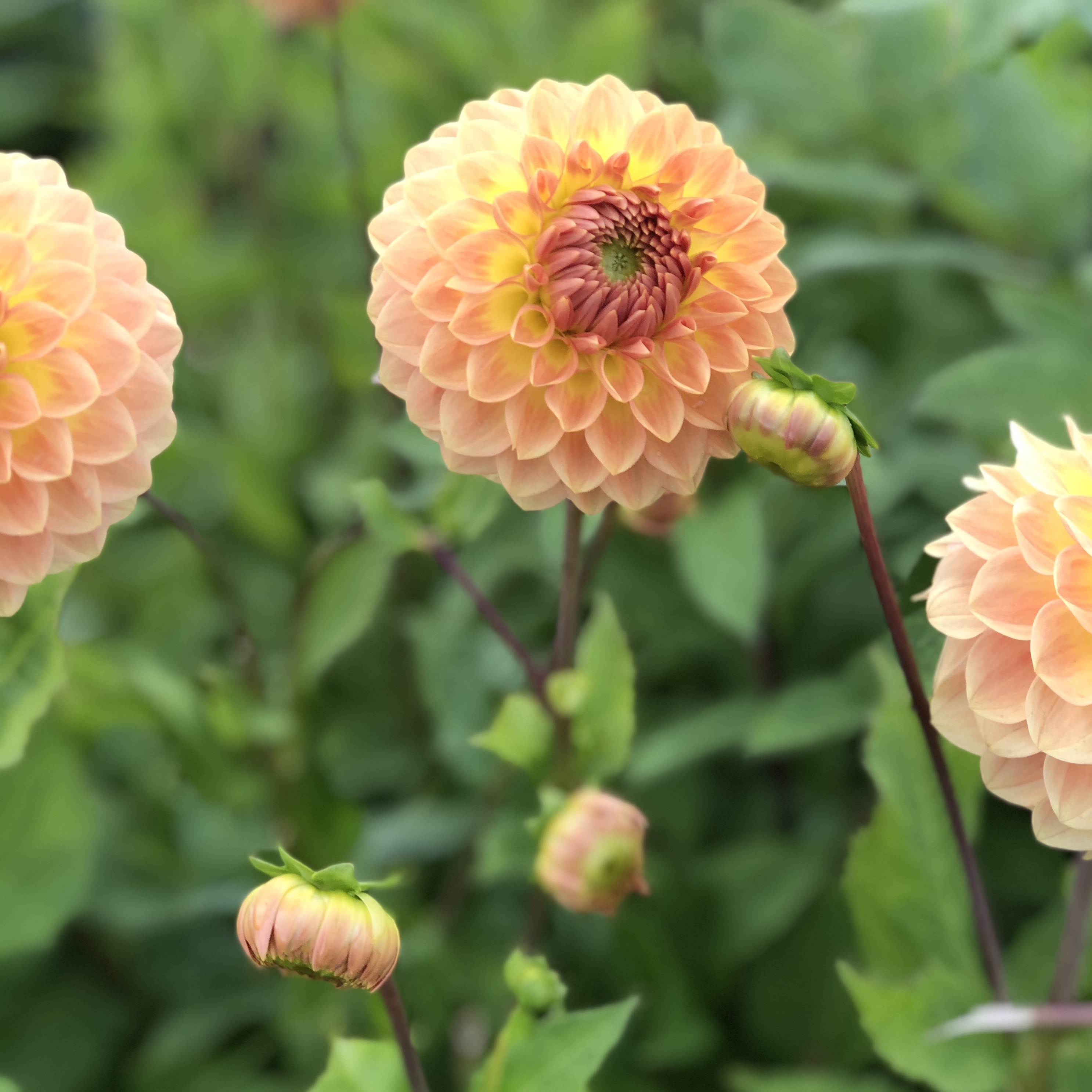 Dahlia  Blyton Softer Gleam "Bolldahlia"  - 3
