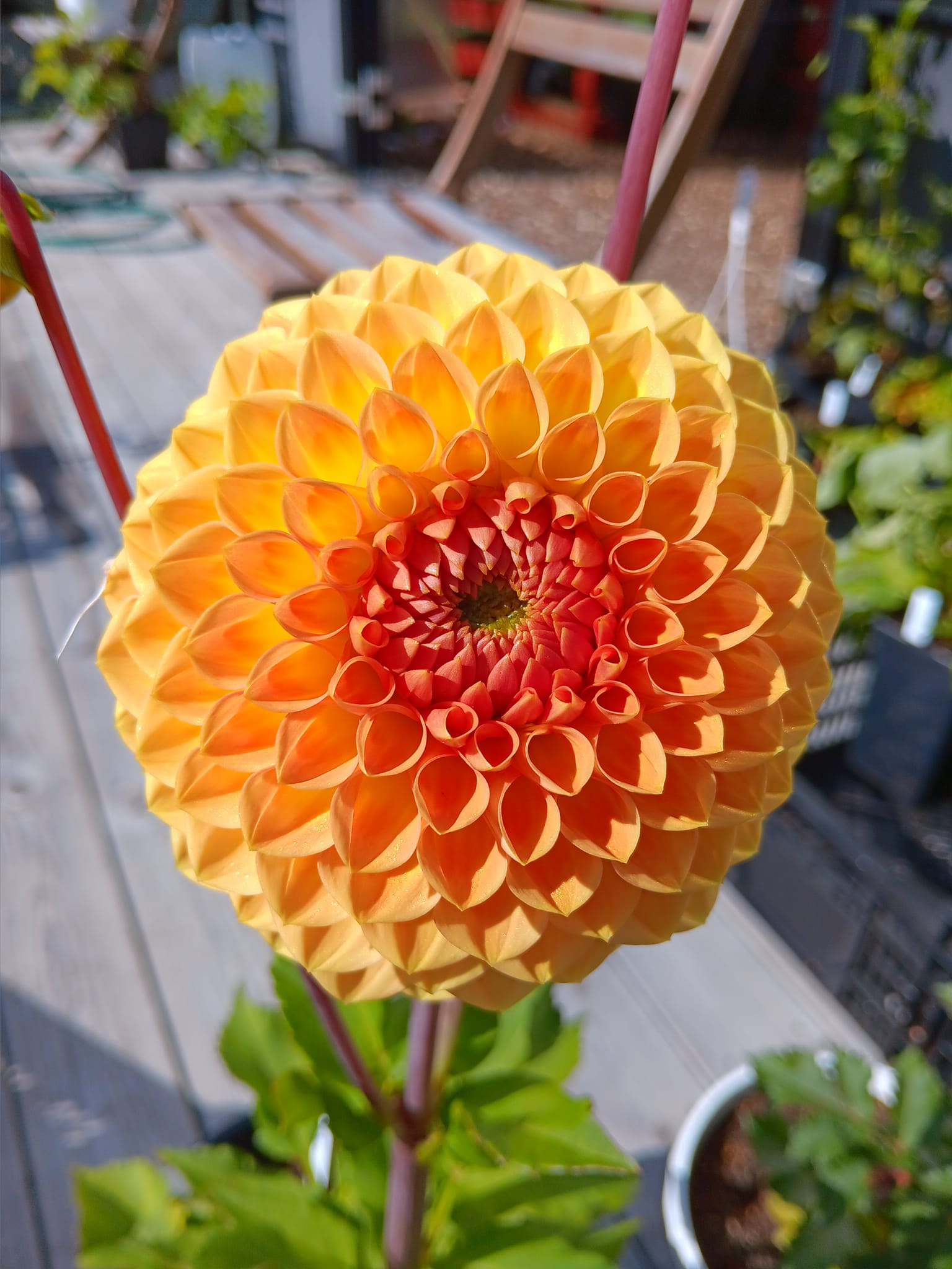 Dahlia  Blyton Softer Gleam "Bolldahlia"  - 5