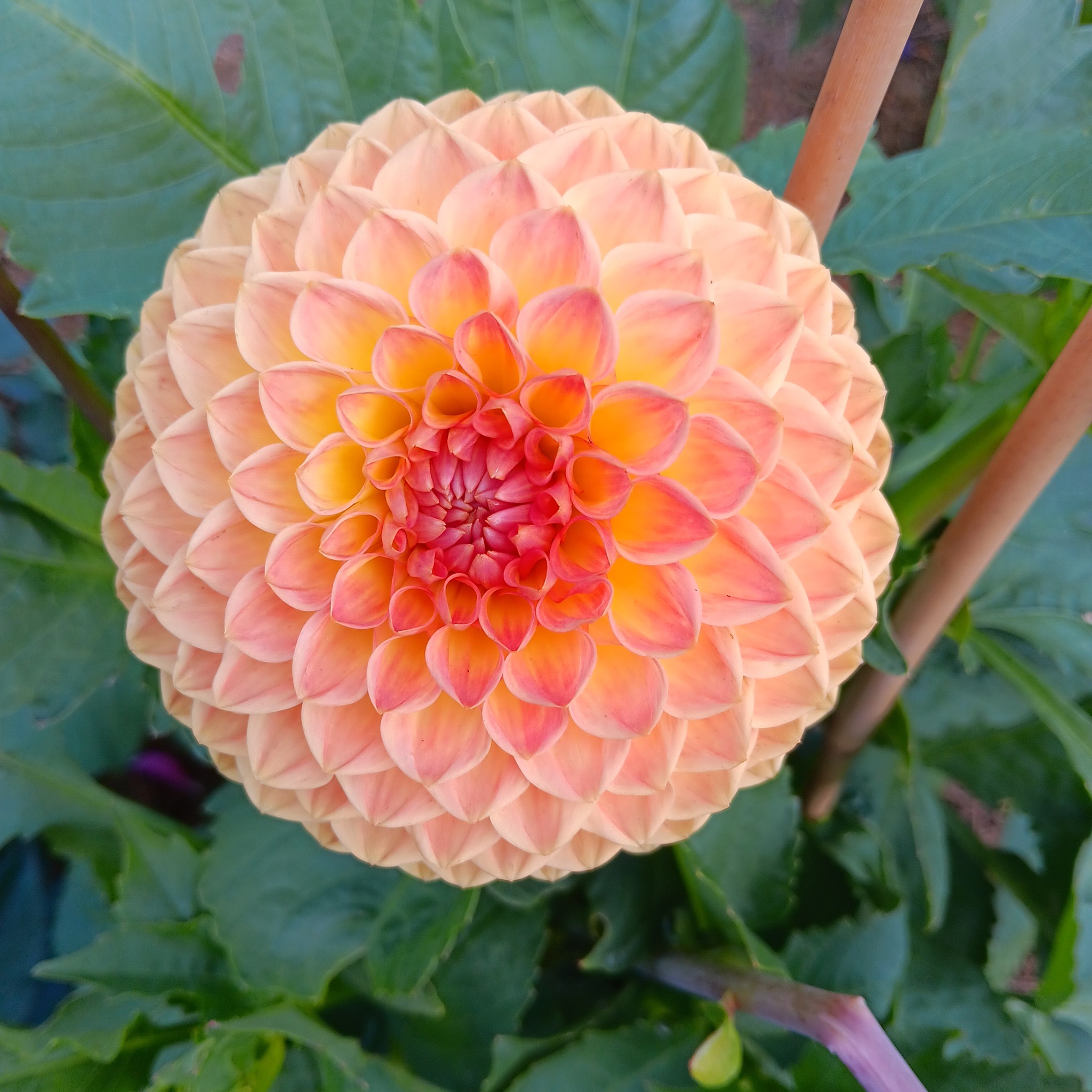 Dahlia  Blyton Softer Gleam "Bolldahlia"  - 9