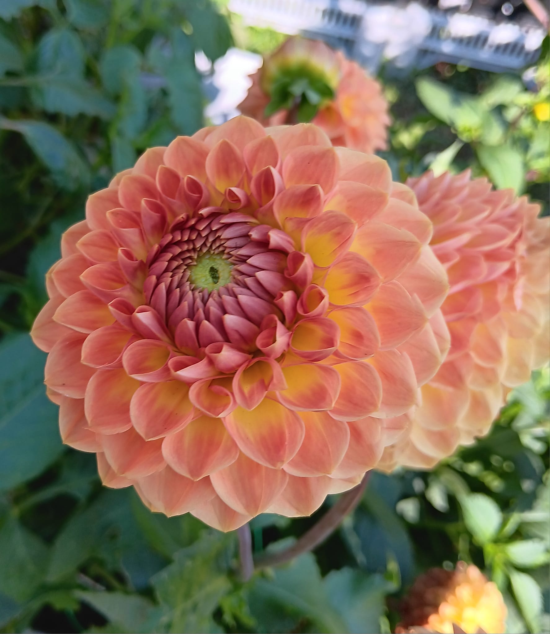 Dahlia  Blyton Softer Gleam "Bolldahlia"  - 7