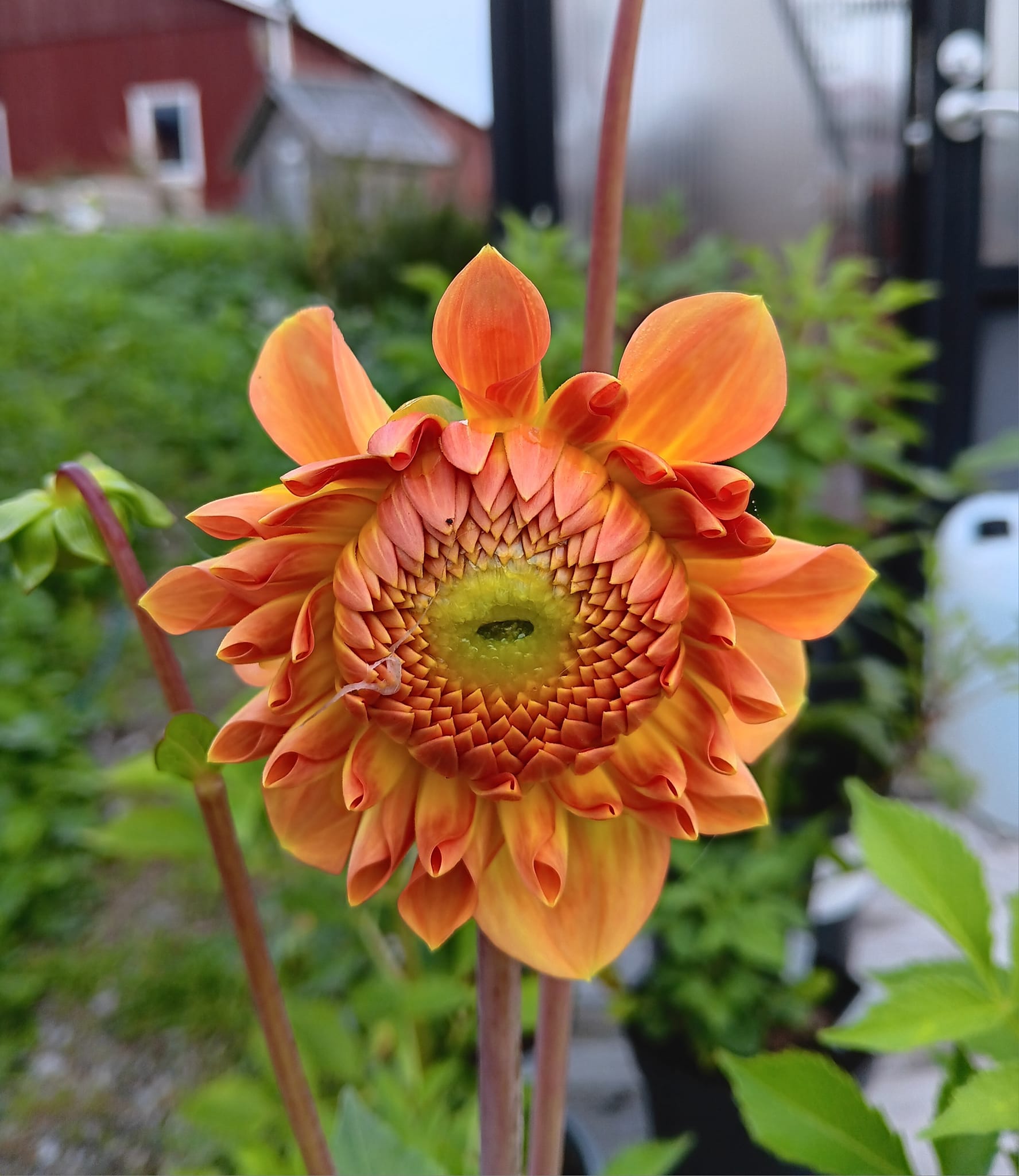 Dahlia  Blyton Softer Gleam "Bolldahlia"  - 4