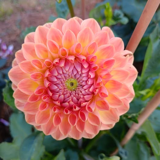 Dahlia  Blyton Softer Gleam "Bolldahlia"  - 8