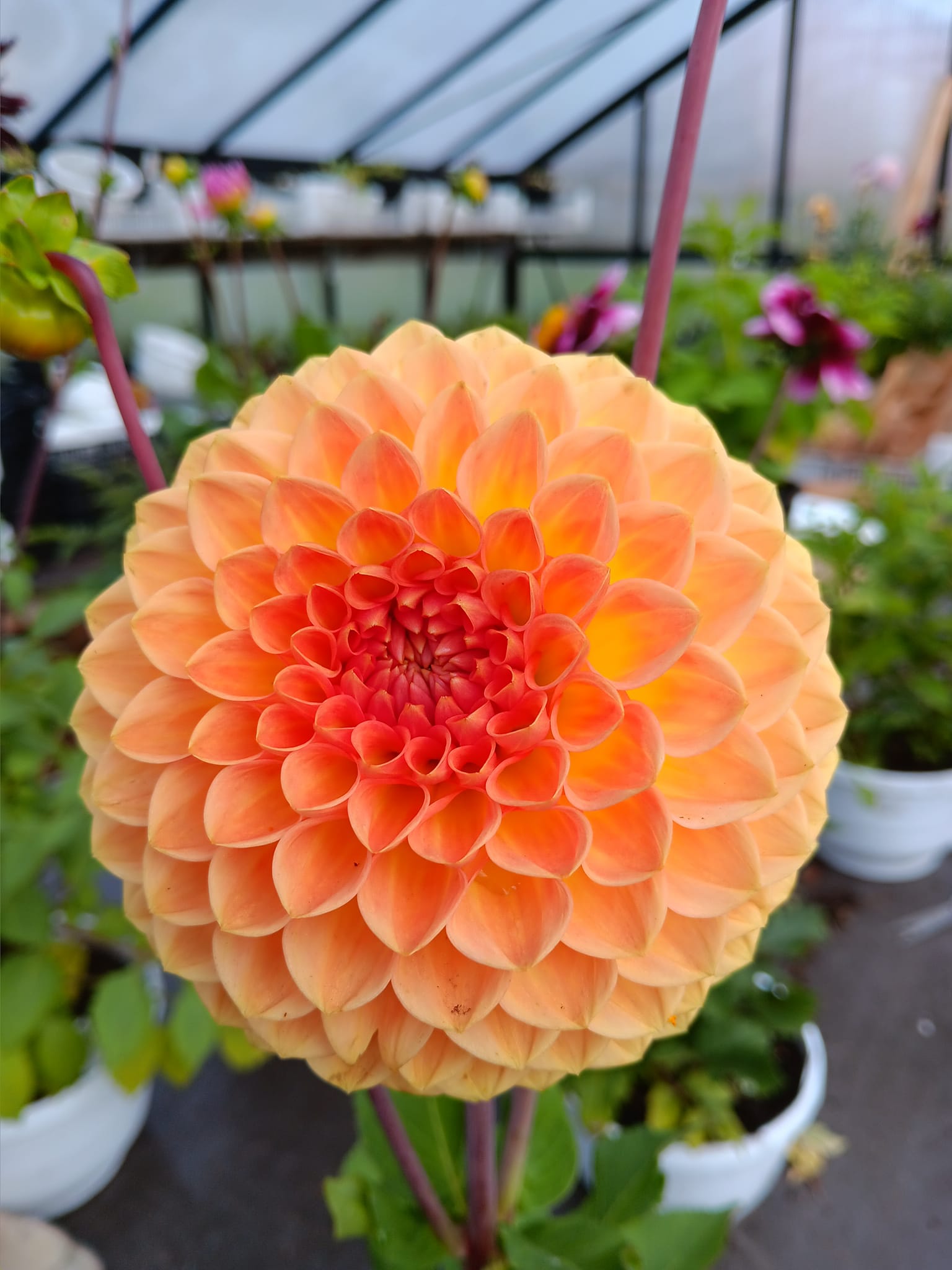 Dahlia  Blyton Softer Gleam "Bolldahlia"  - 6