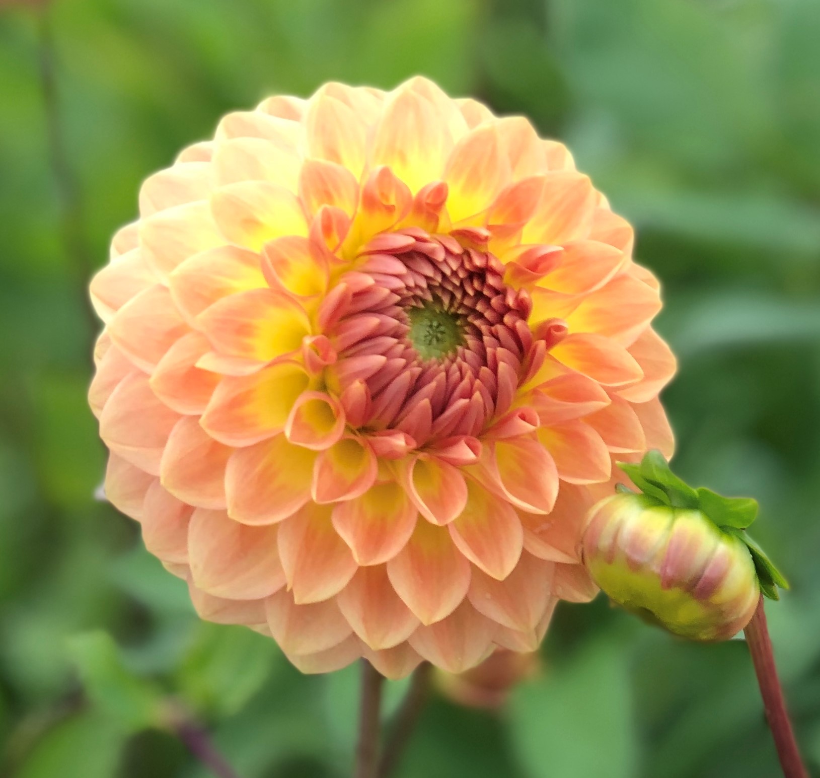 Dahlia  Blyton Softer Gleam "Bolldahlia"  - 2