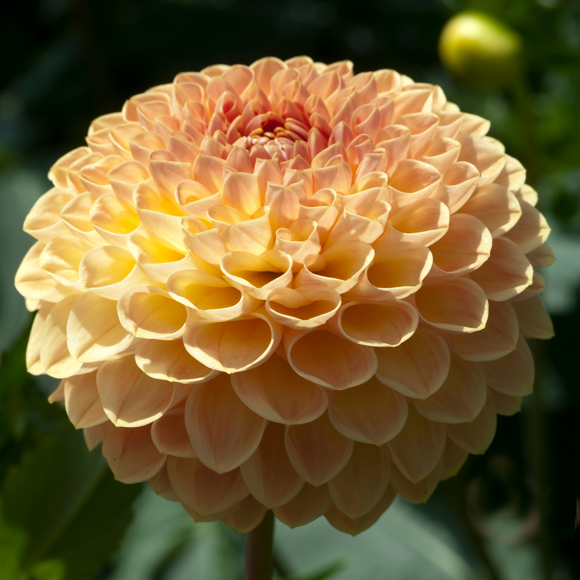 Dahlia  Blyton Softer Gleam "Bolldahlia" 