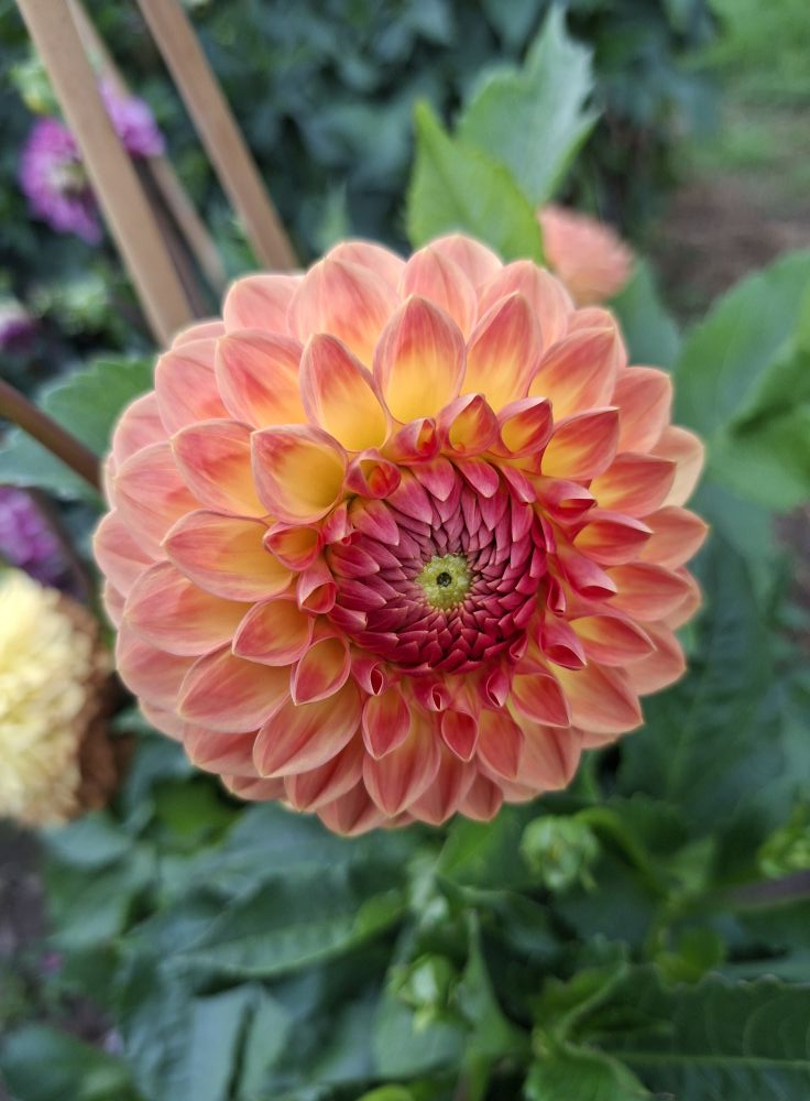 Dahlia  Blyton Softer Gleam "Bolldahlia"  - 10