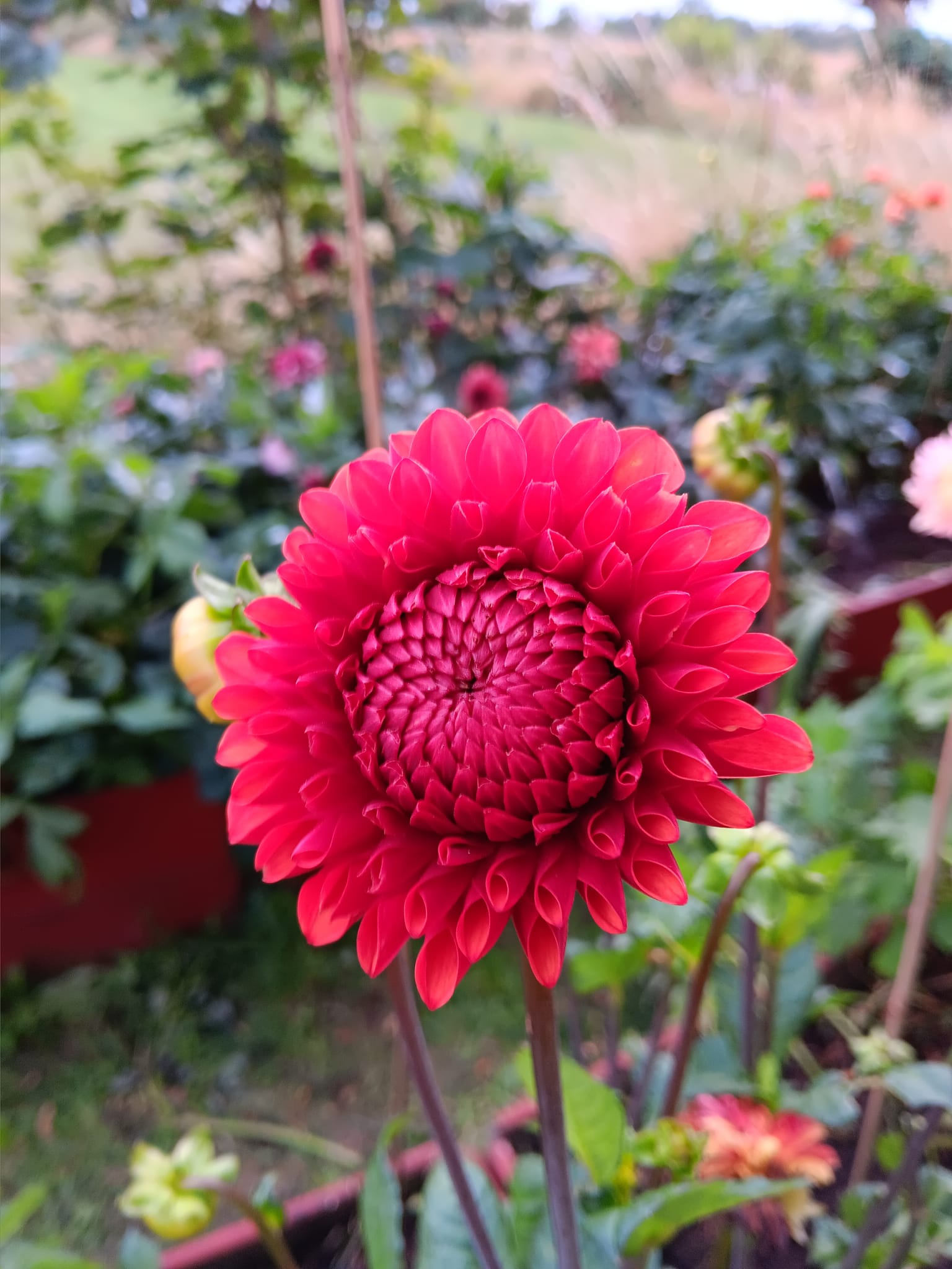 Dahlia knöl  Brown Sugar "Bolldahlia"  - 2