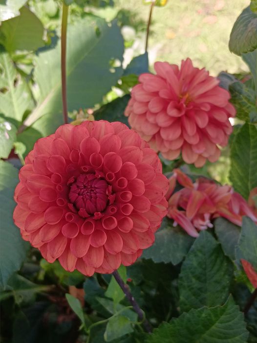 Dahlia knöl  Brown Sugar "Bolldahlia"  - 3