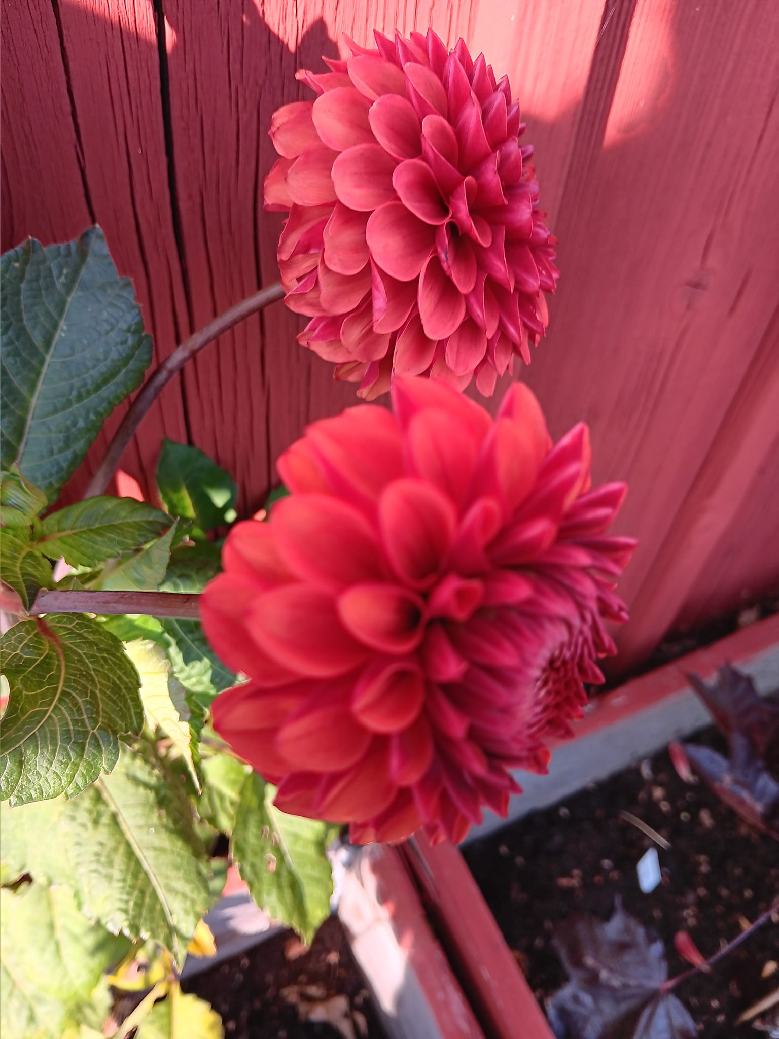 Dahlia knöl  Brown Sugar "Bolldahlia"  - 4