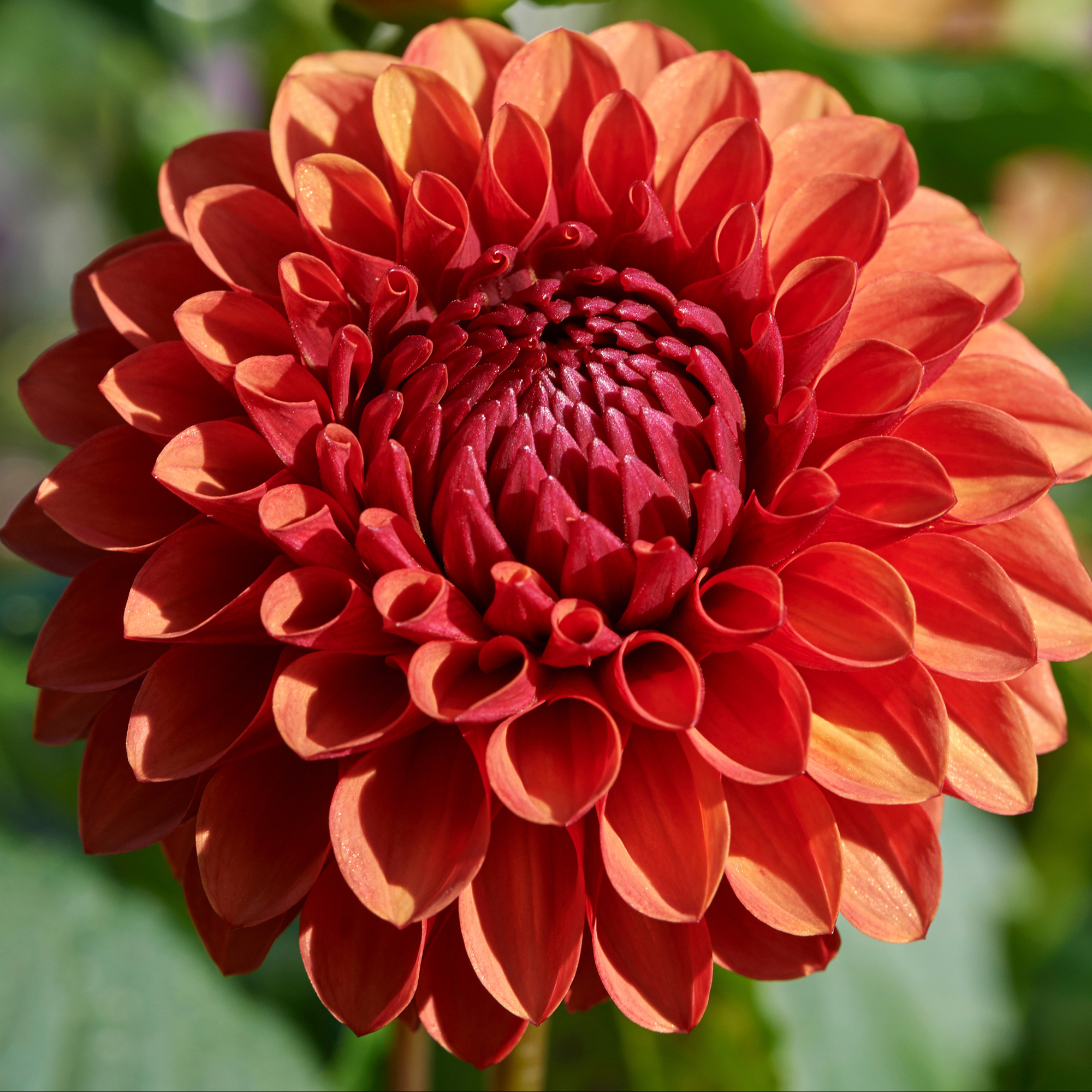 Dahlia knöl  Brown Sugar "Bolldahlia" 