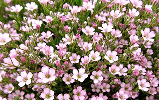 Brudslöja Pacifica Pink 50  frö