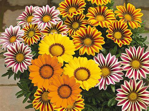 Påfågelsblomster) F1 Big Kiss Mix 10 frö