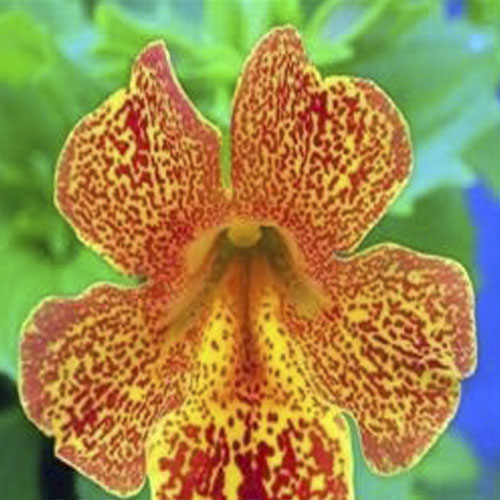Gyckelblomma Magic Yellow Flame 15 frö F1 - 2