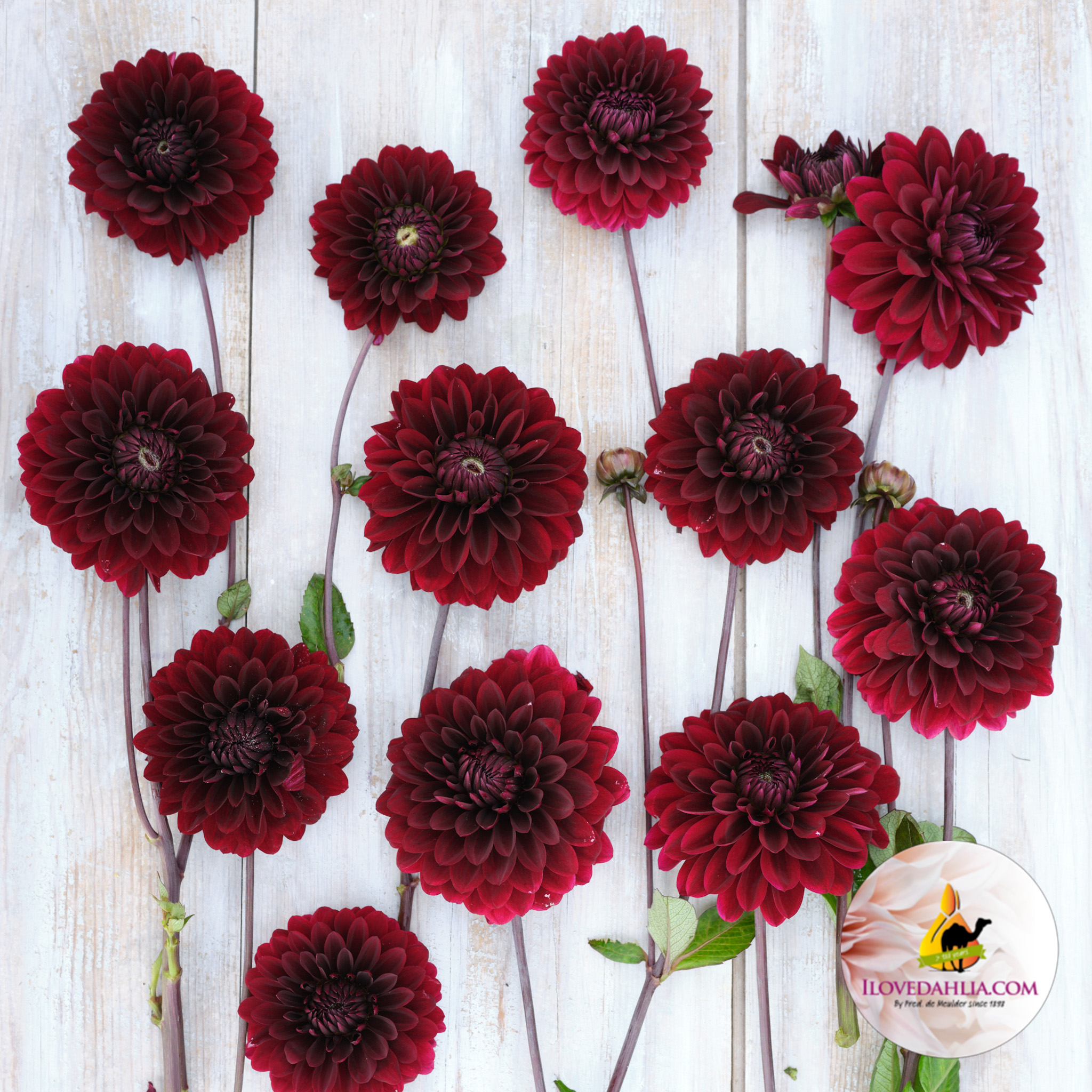 Dahlia knöl Dark Destiny  Dekorativ småblommande - 2