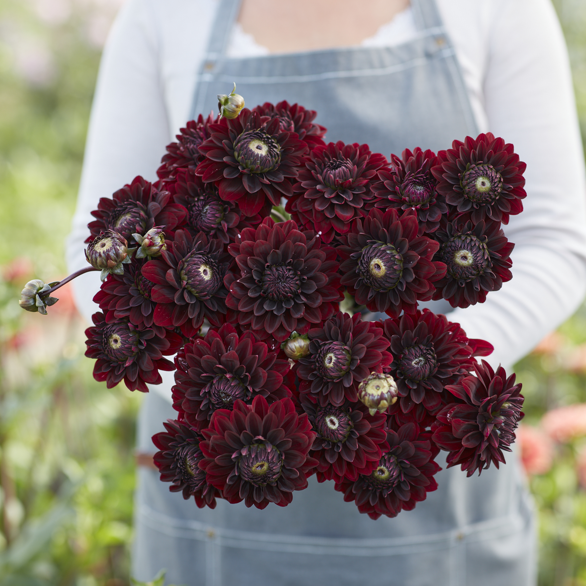 Dahlia knöl Dark Destiny  Dekorativ småblommande