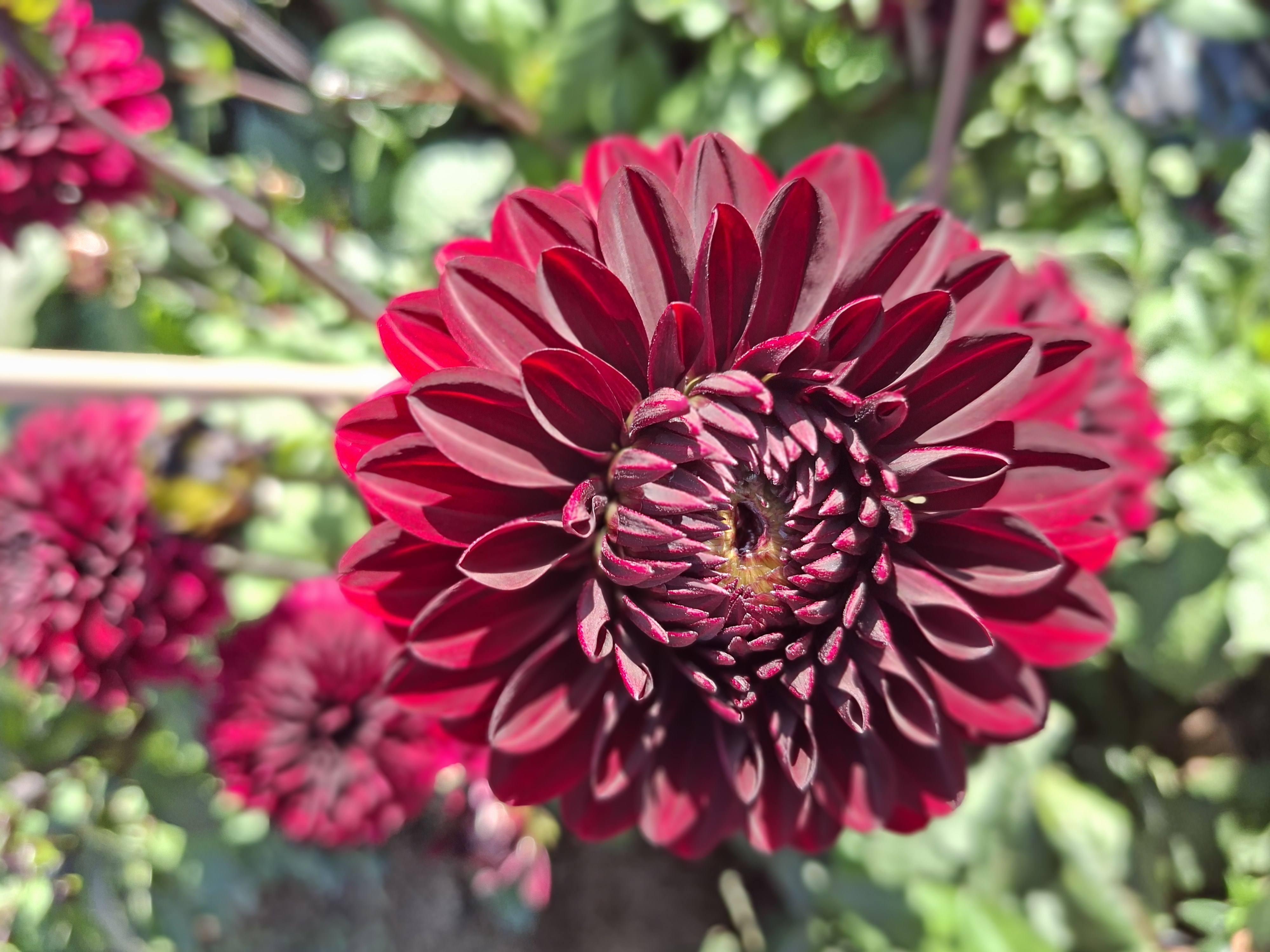 Dahlia knöl Dark Destiny  Dekorativ småblommande - 3