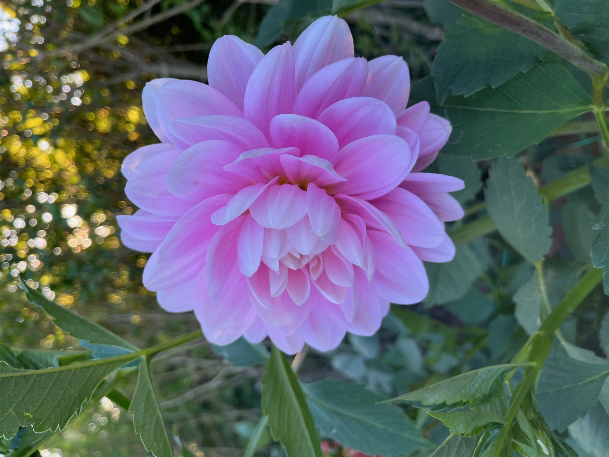 Dahlia frö Mamma Brackenridge Ballerina 5 frön