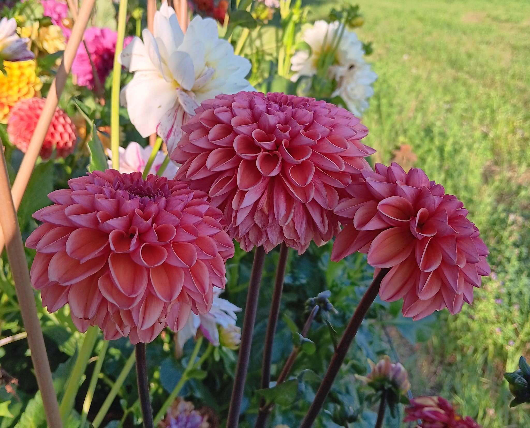 Dahlia frö Mamma Daisy Duke 5 frön - 3