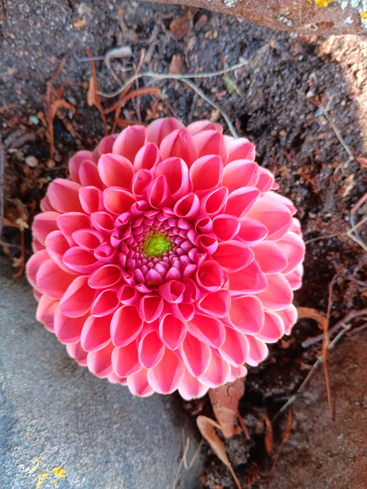 Dahlia frö Mamma Daisy Duke 5 frön - 2