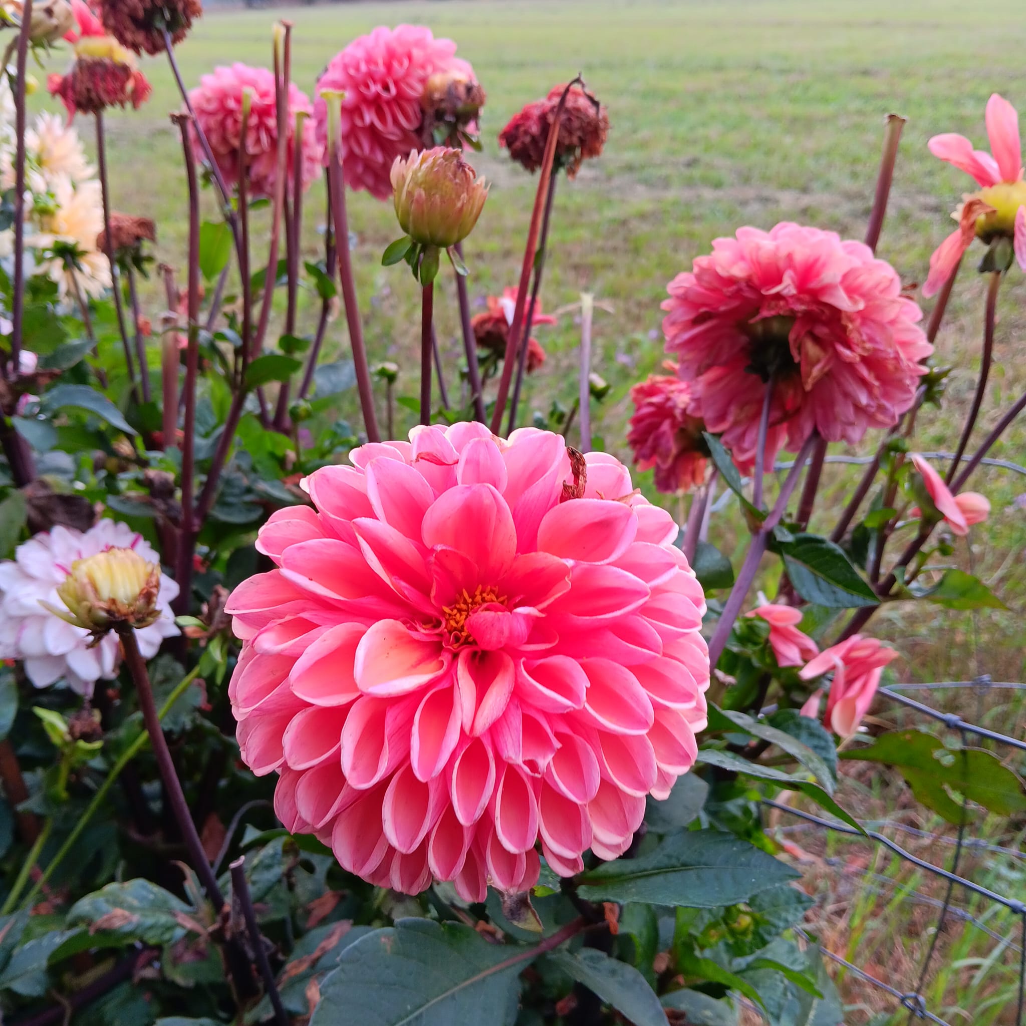 Dahlia frö Mamma Daisy Duke 5 frön - 4