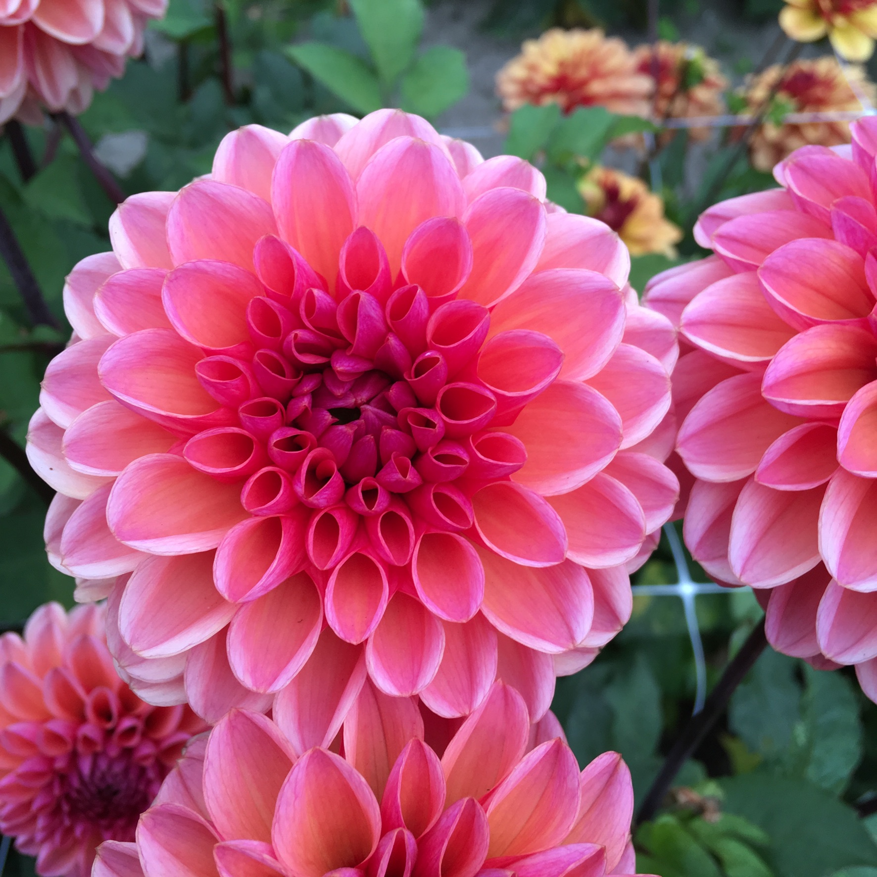 Dahlia frö Mamma Daisy Duke 5 frön