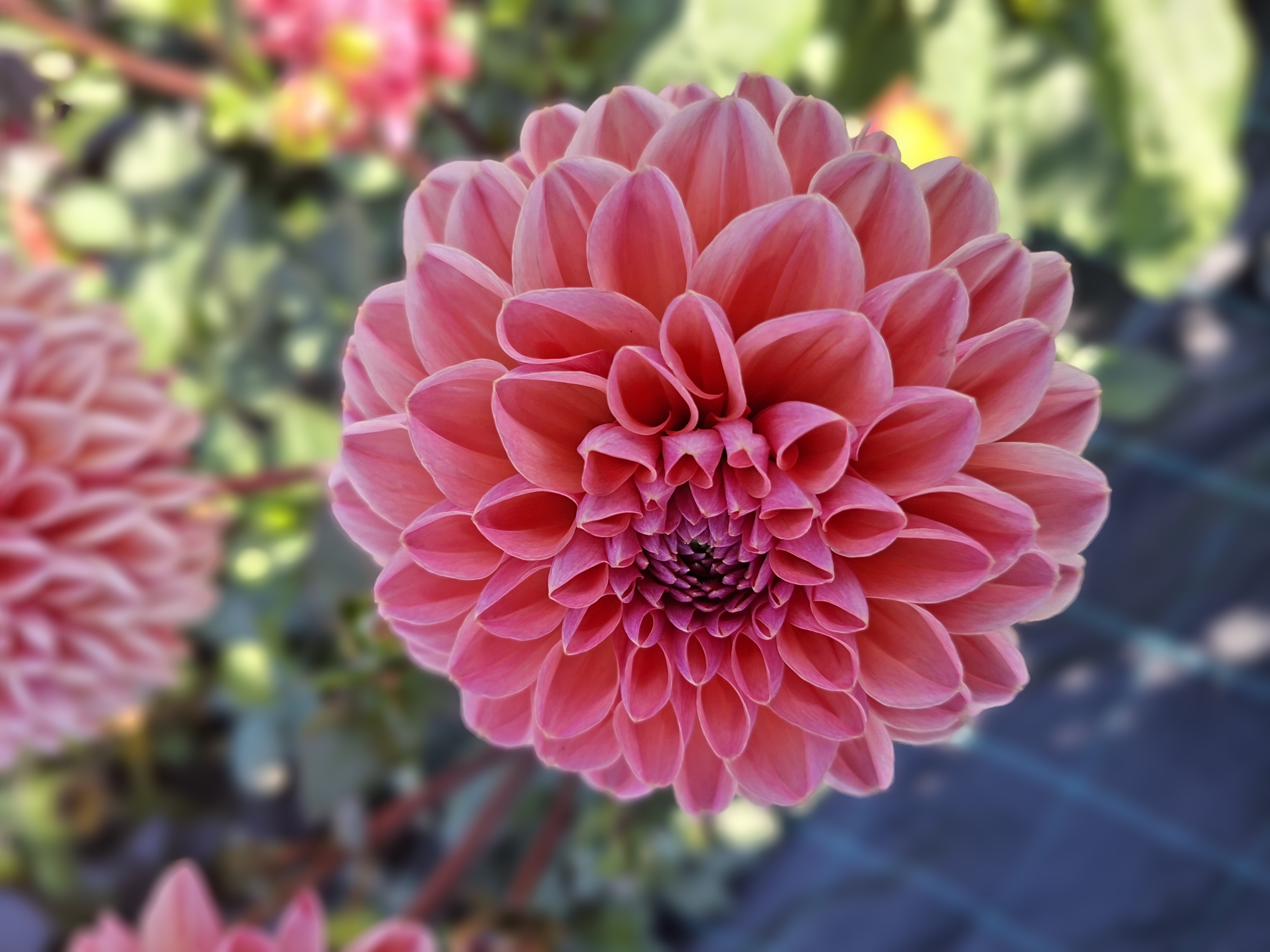 Dahlia frö Mamma Daisy Duke 5 frön - 6