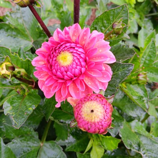 Dahlia frö Mamma Daisy Duke 5 frön - 5