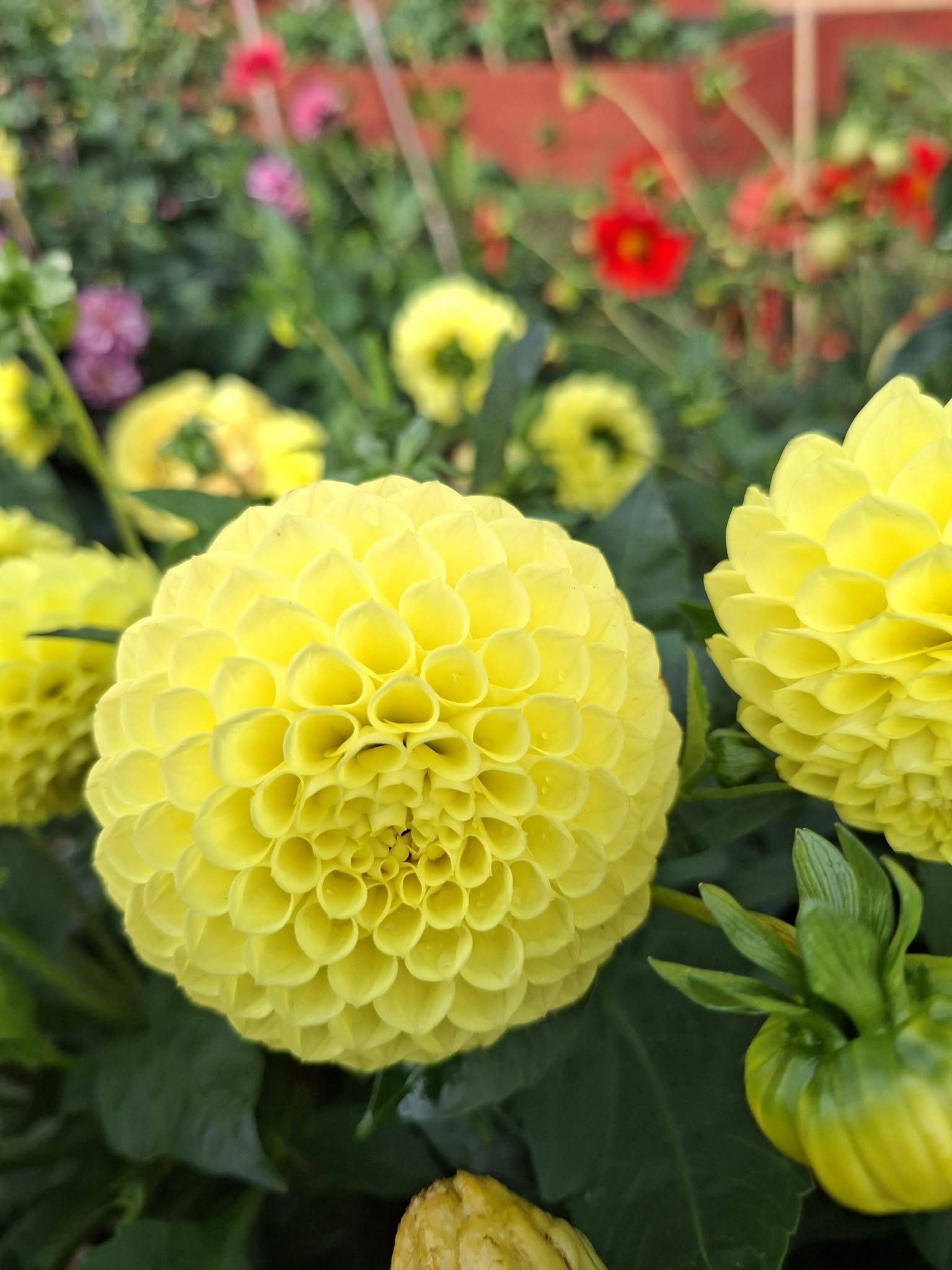 Dahlia frö Mamma  Britt 5 frön - 3