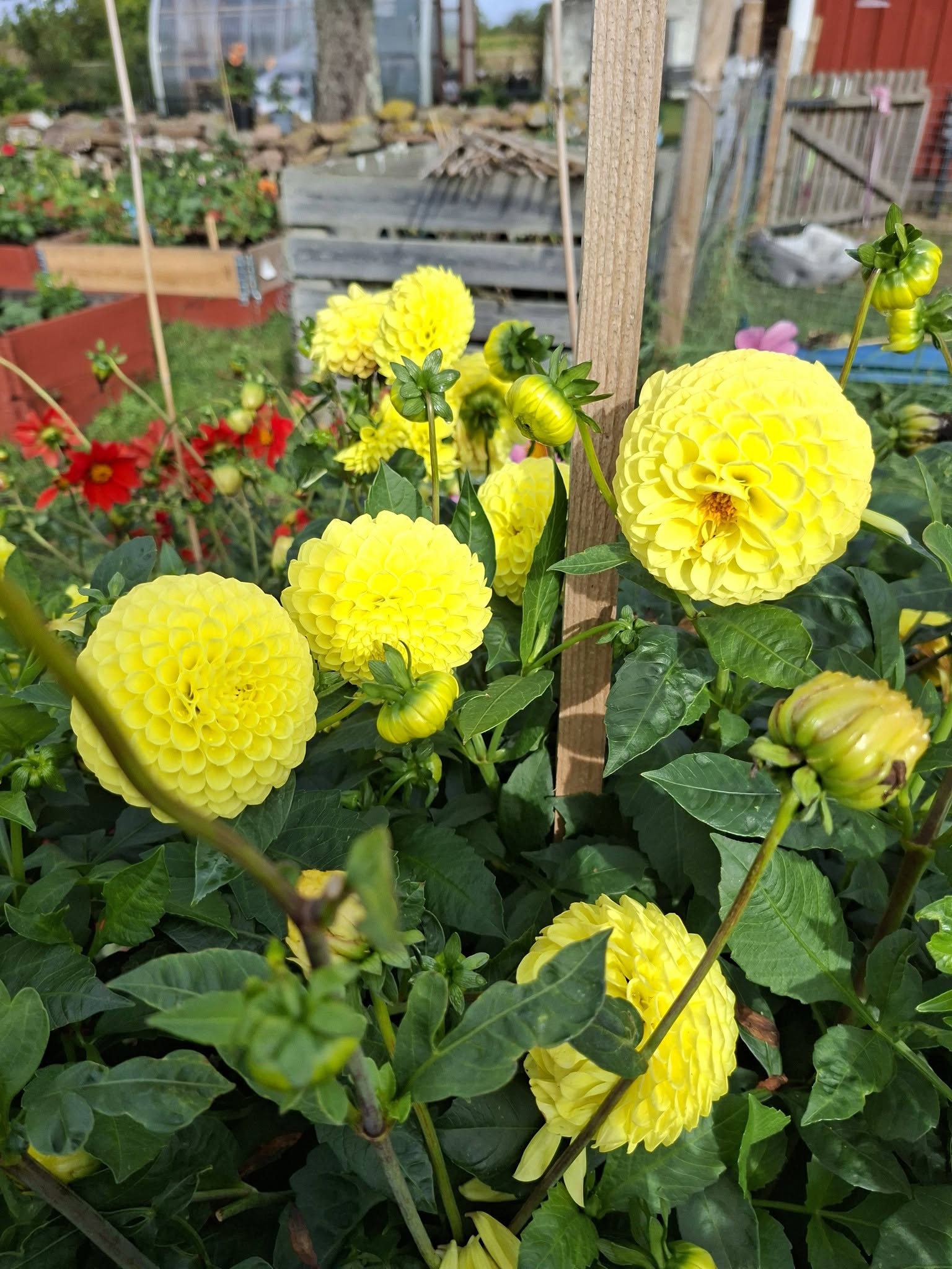 Dahlia frö Mamma  Britt 5 frön - 4
