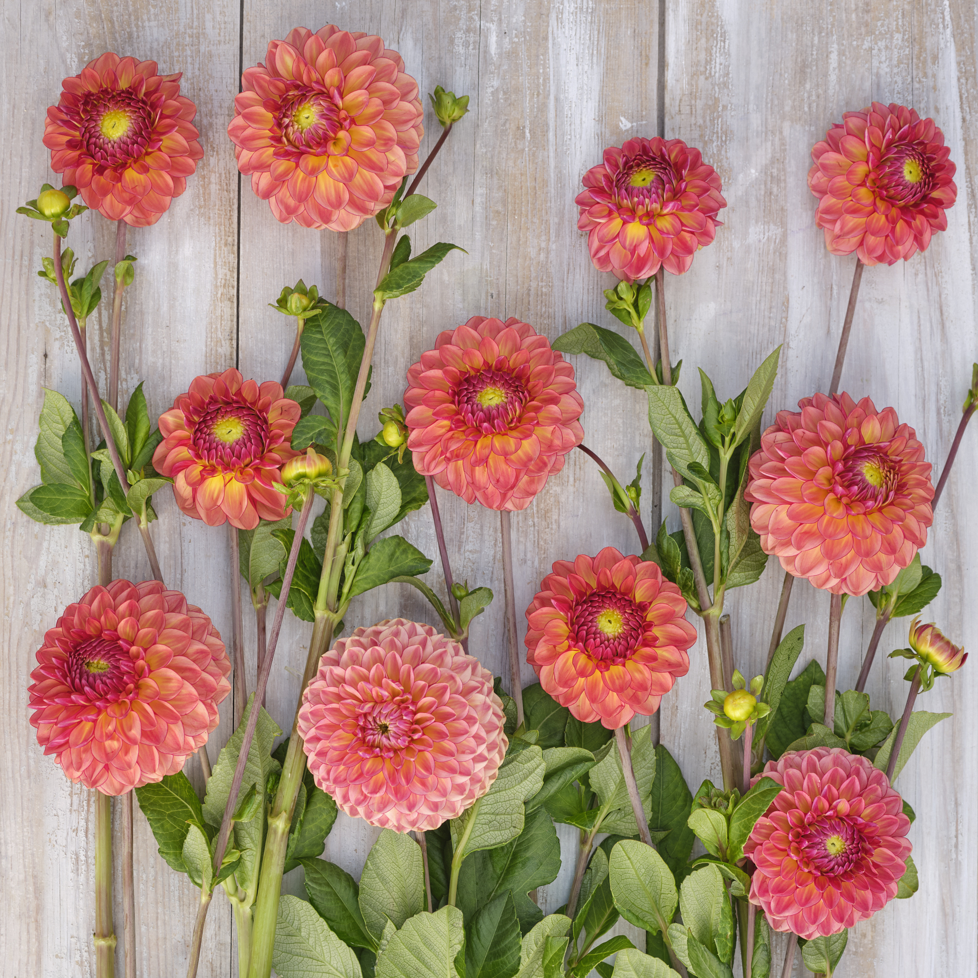 Dahlia knöl Chapeau Bas Boll   - 3