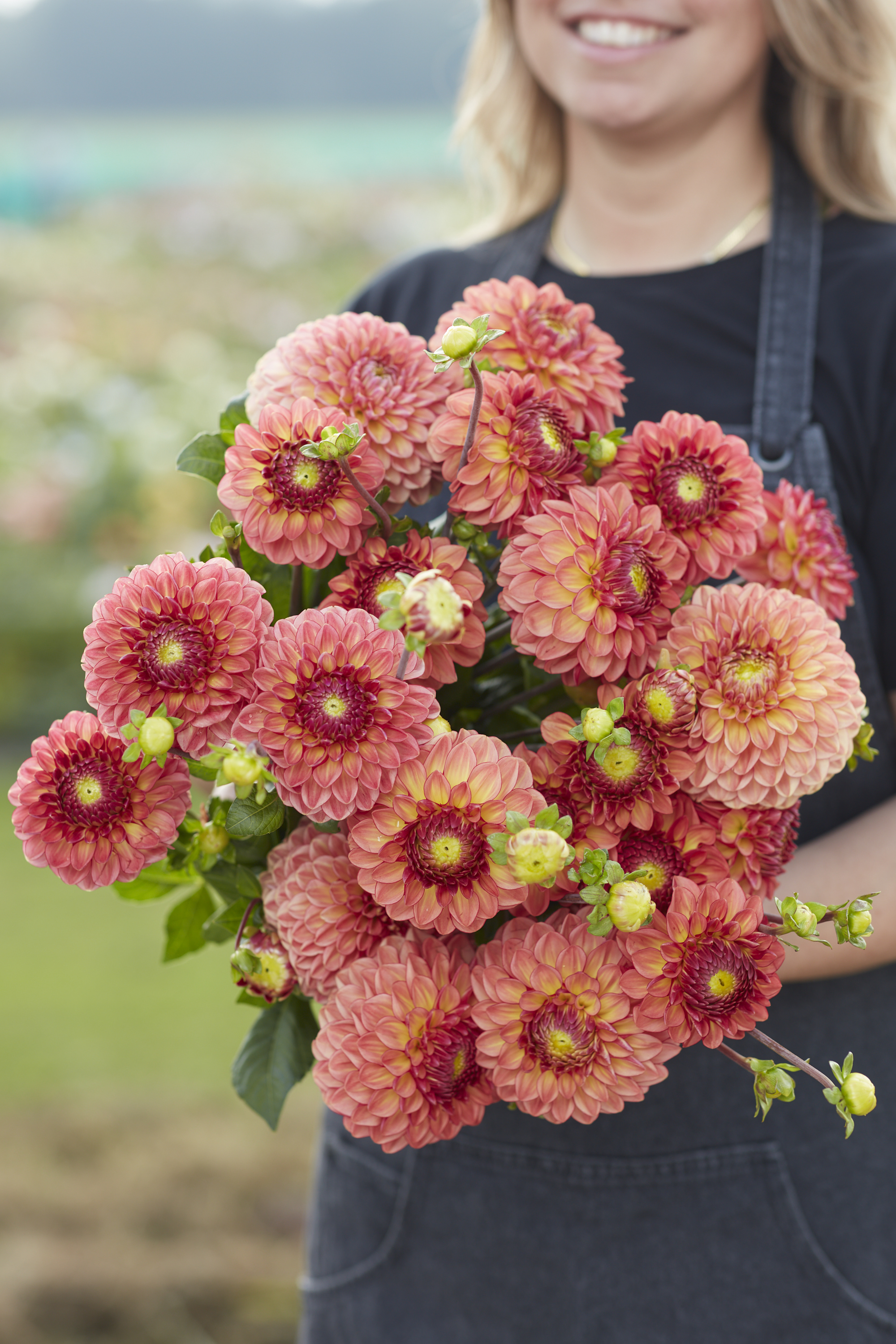 Dahlia knöl Chapeau Bas Boll   - 2