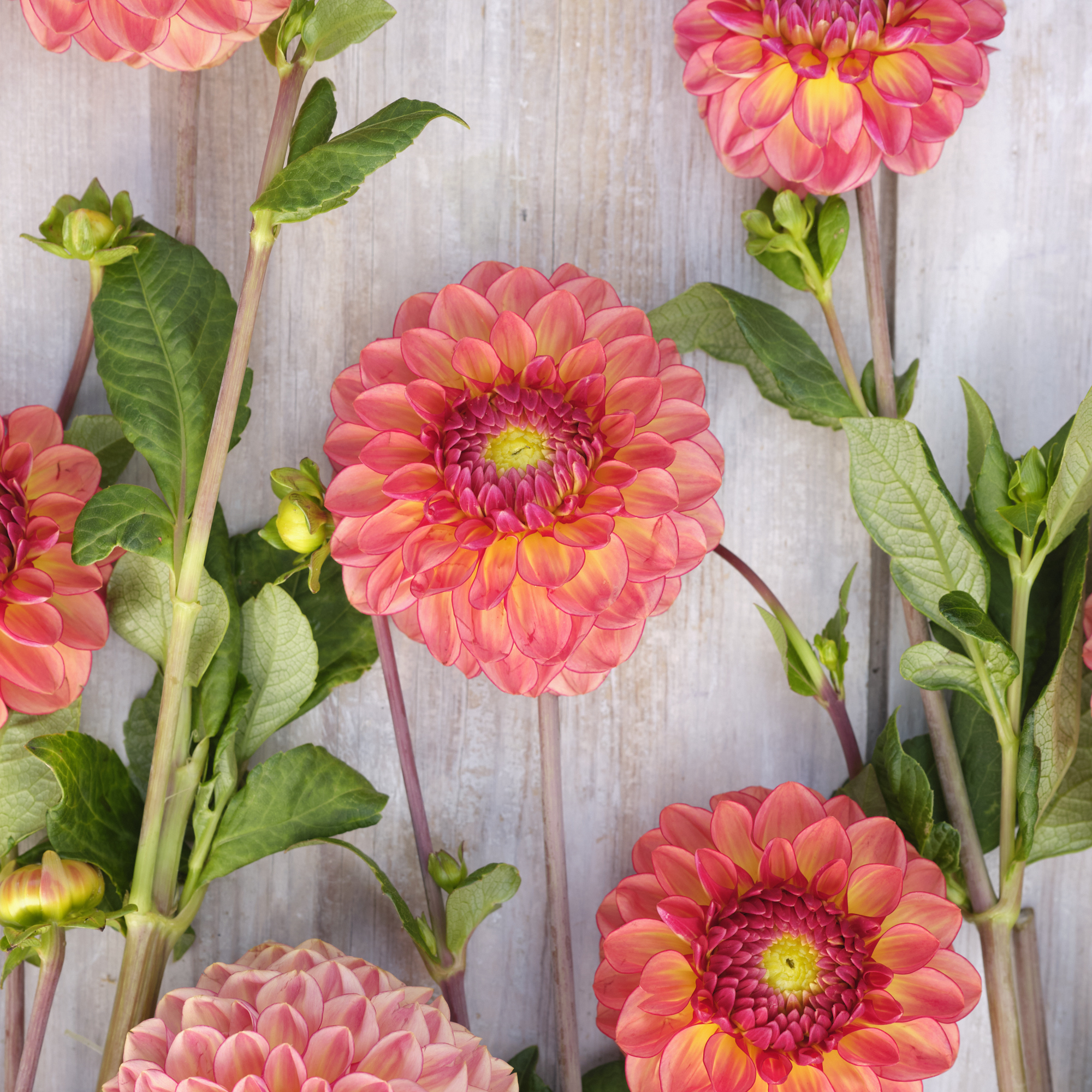 Dahlia knöl Chapeau Bas Boll  