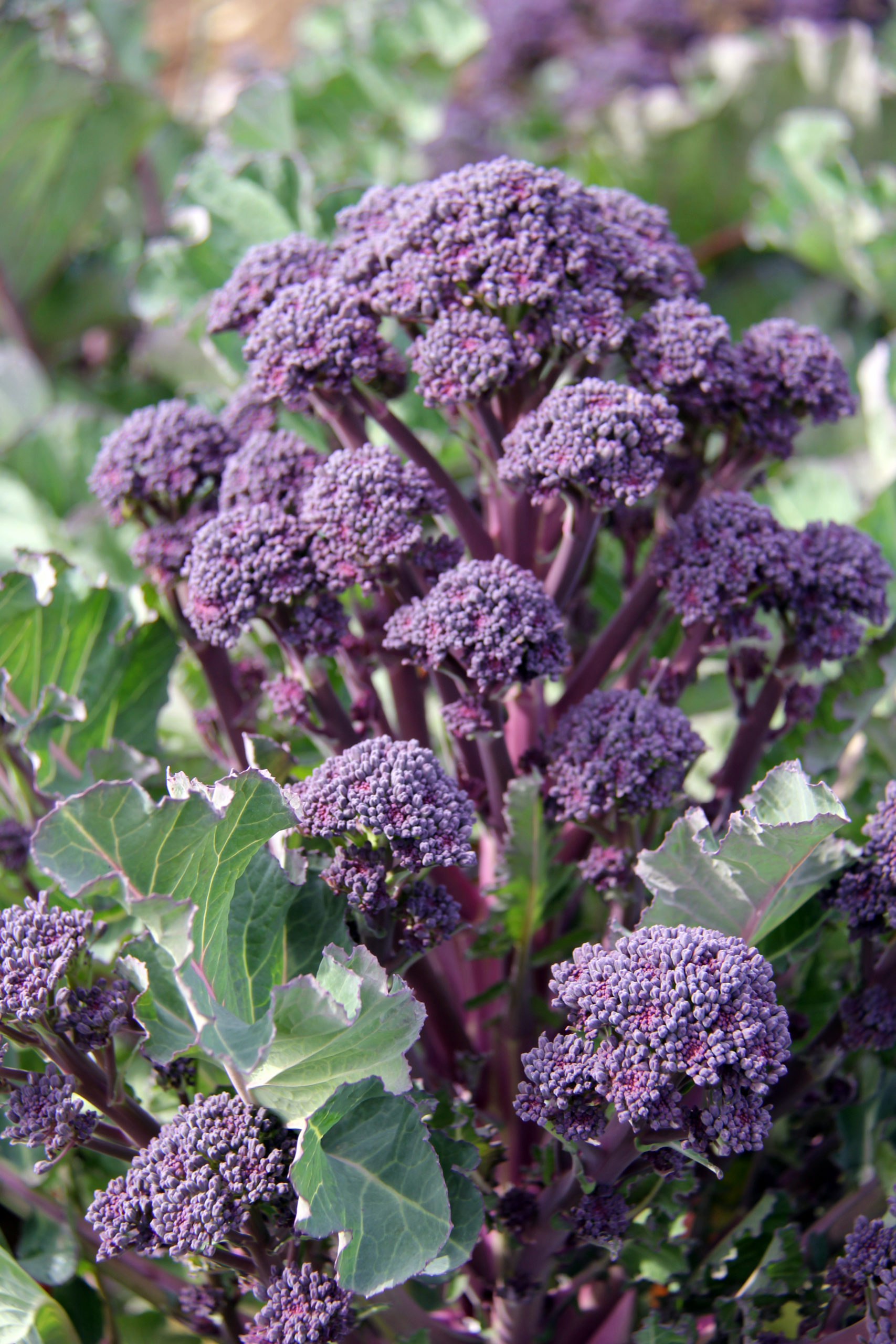 Broccoli (sparris) Lila (ekologisk) 10 frön