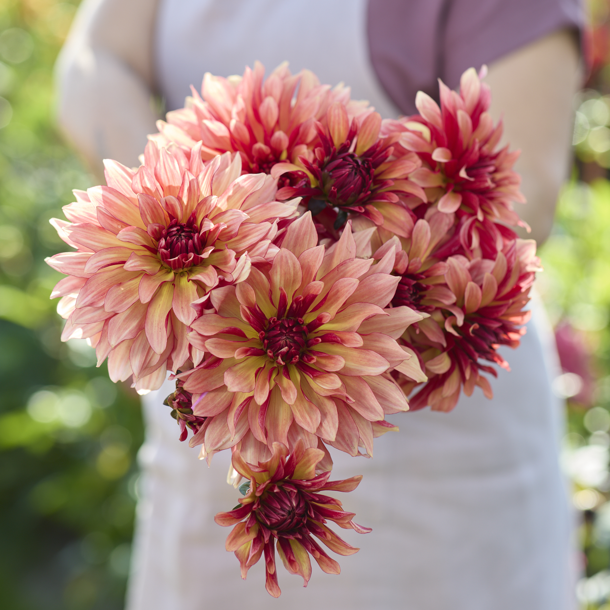 Dahlia frö Mamma Dorita 5 frön - 2