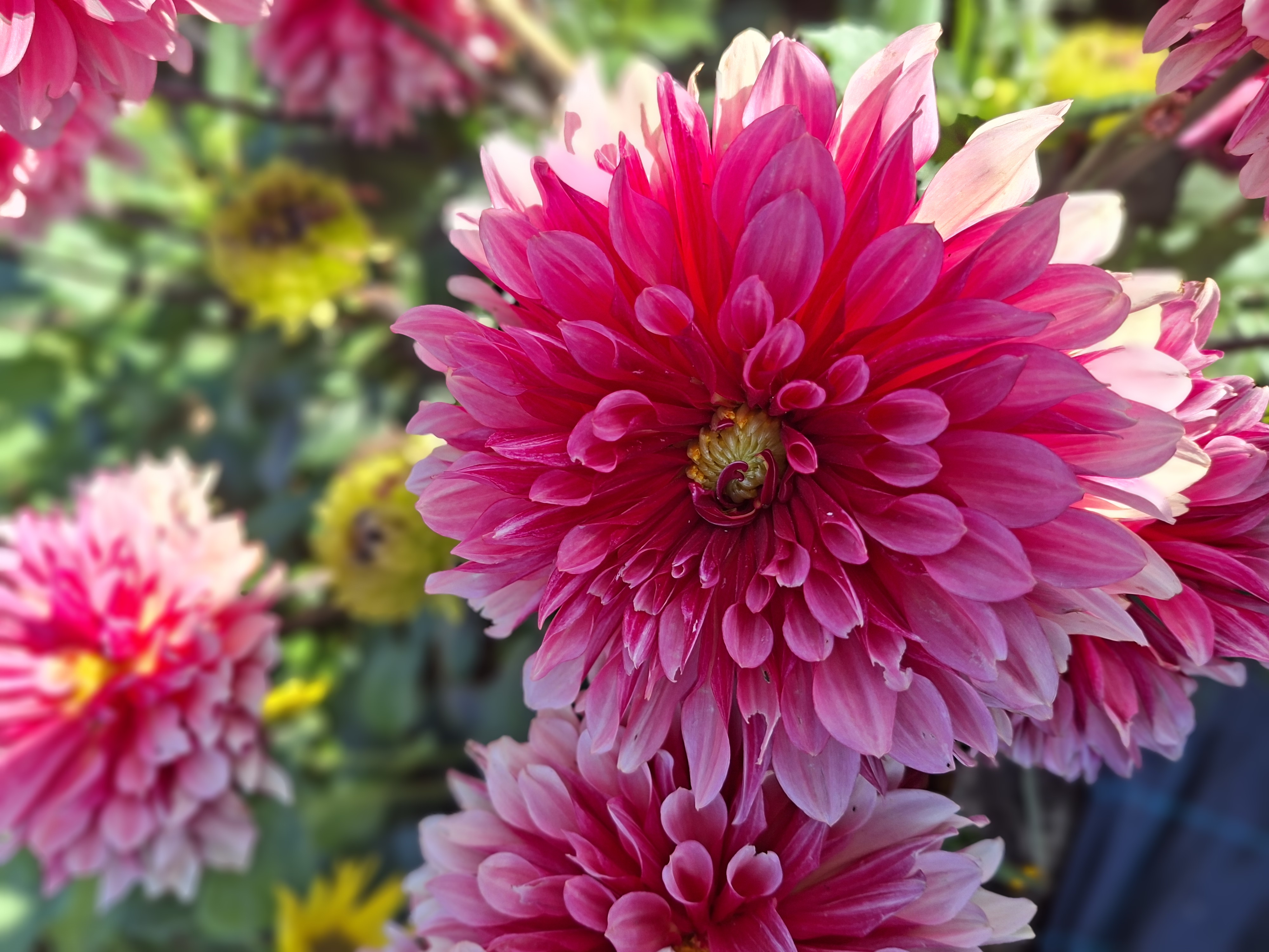 Dahlia frö Mamma Dorita 5 frön - 3