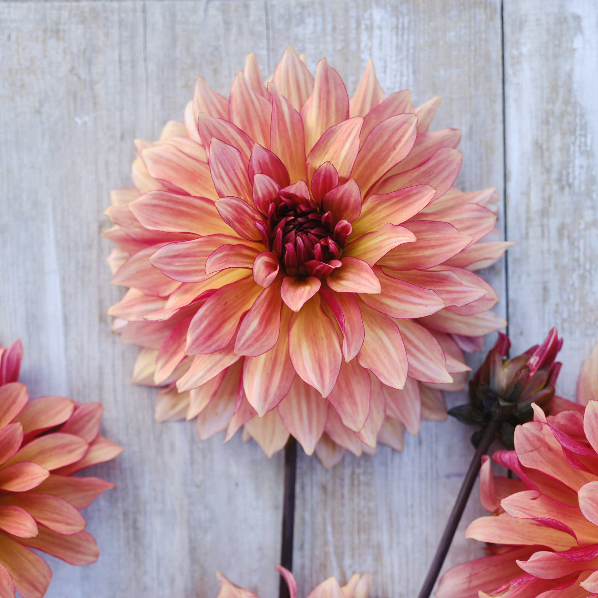Dahlia frö Mamma Dorita 5 frön