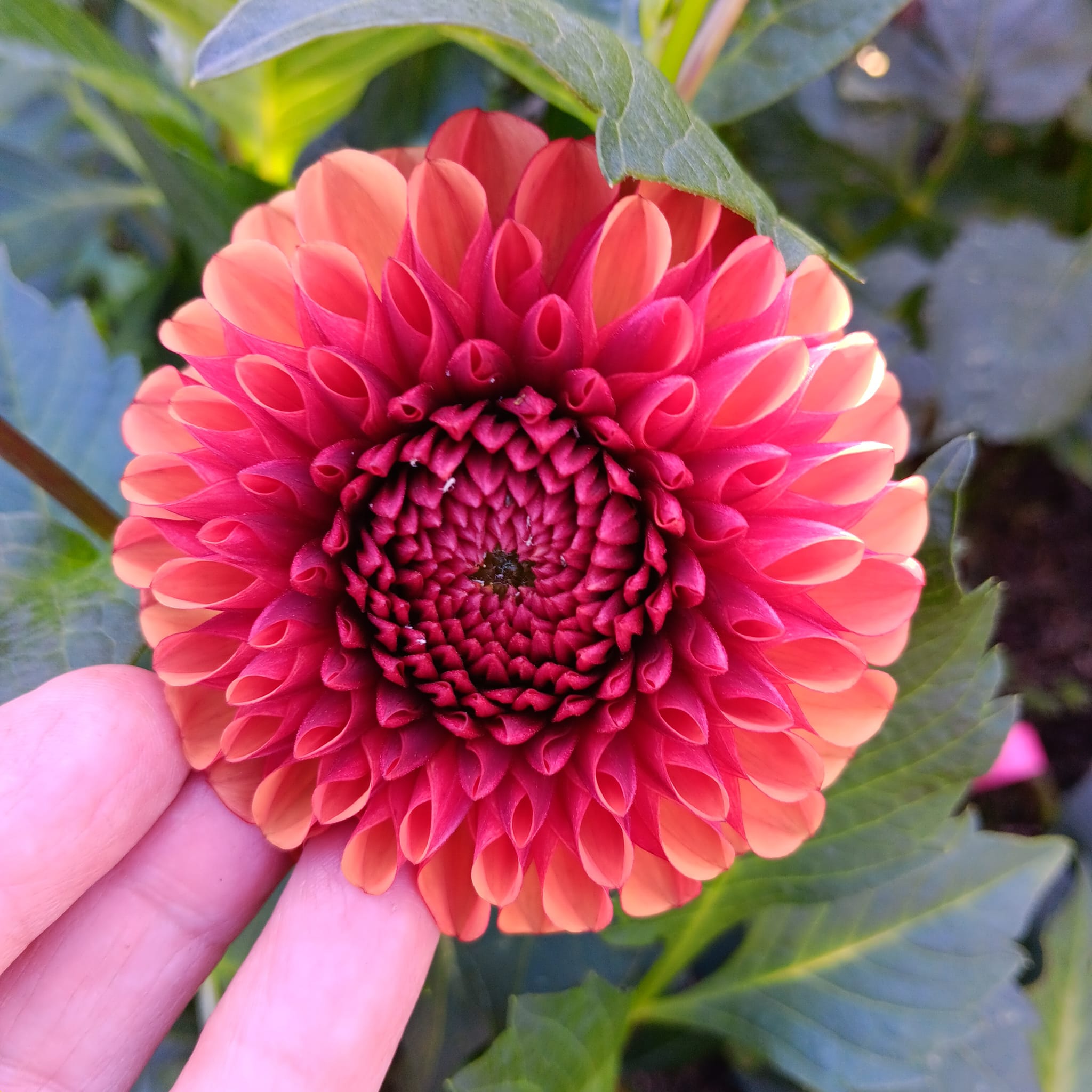 Dahlia knöl Copper Boy "  - 4